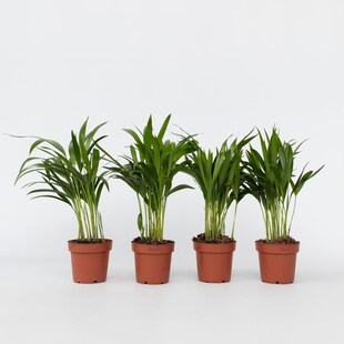 Plant in a Box - Goldfruchtpalme - 4 Stk - Dypsis lutescens - Höhe 30-45cm - Topf 12cm 