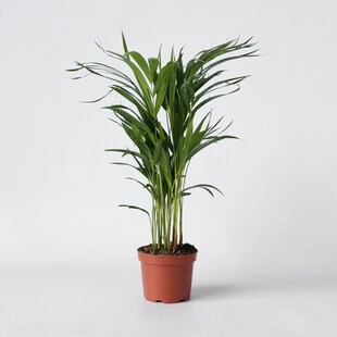 Plant in a Box - Goldfruchtpalme - Dypsis lutescens - Höhe 60-70cm - Topf 17cm 