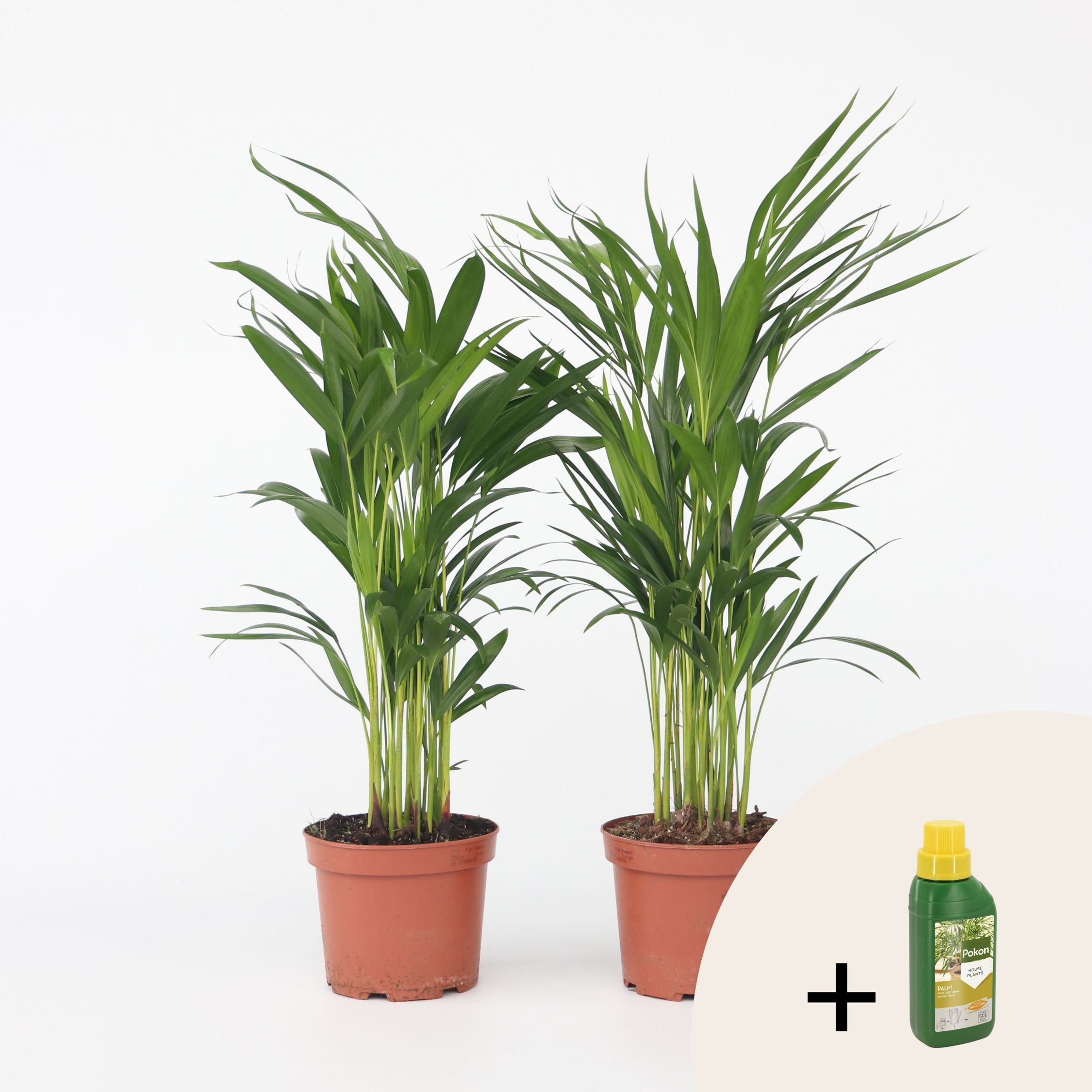 Plant in a Box - Goldfruchtpalme - 2 Stk - Dypsis lutescens - H&ouml;he 60-70cm - Topf 17cm 