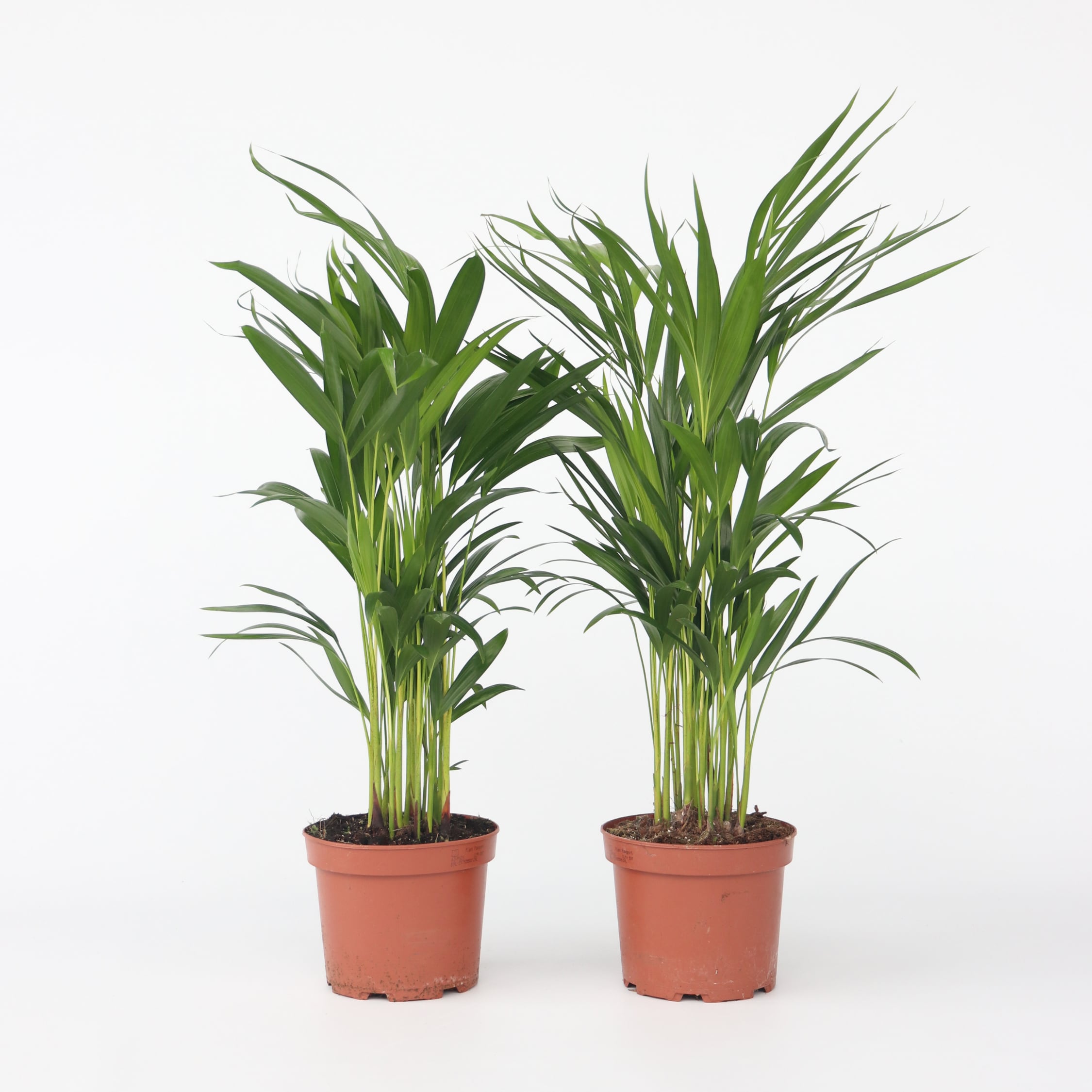 Plant in a Box - Goldfruchtpalme - 2 Stk - Dypsis lutescens - H&ouml;he 60-70cm - Topf 17cm 