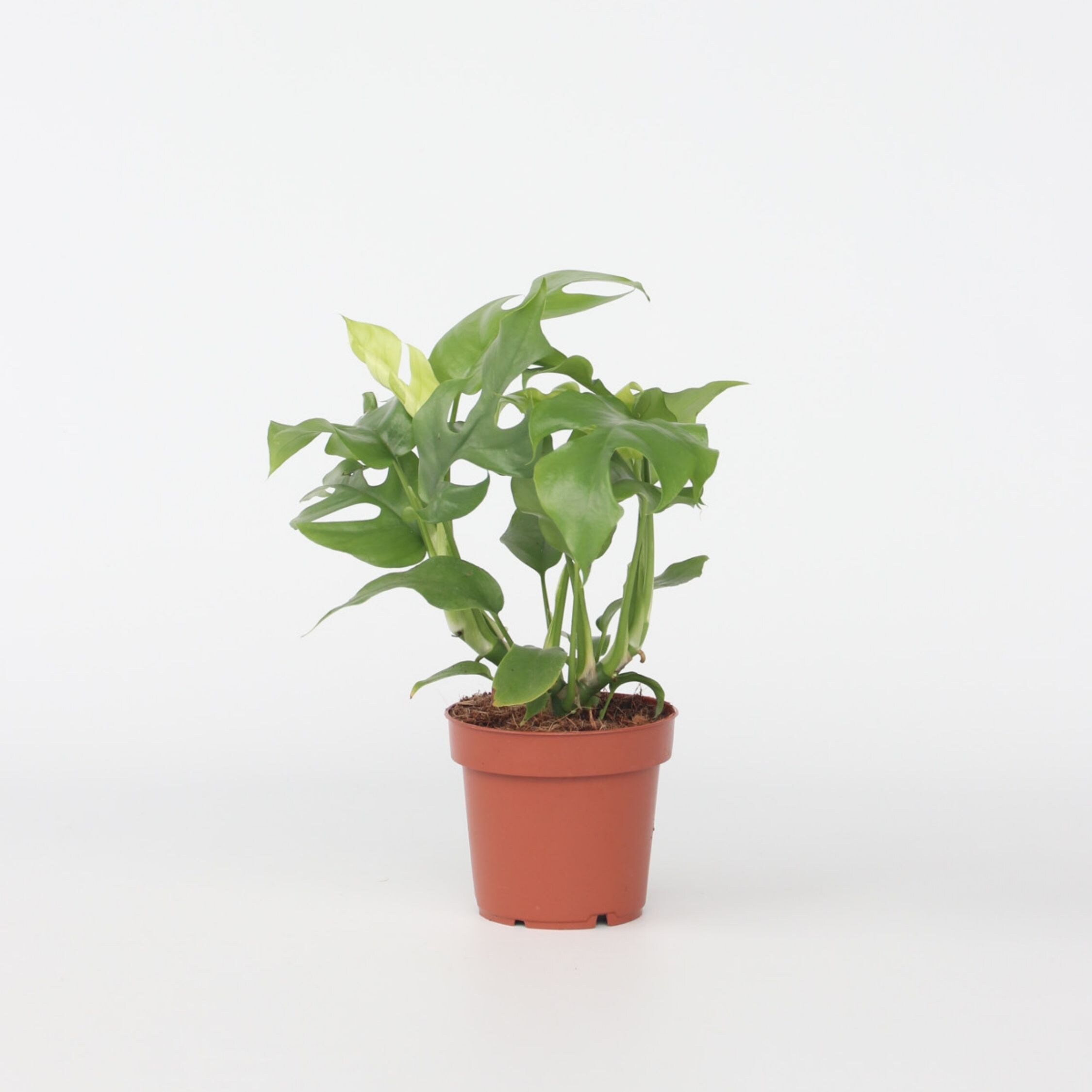 Plant in a Box - Fensterblatt - Rhaphidophora tetrasperma - H&ouml;he 20-30cm - Topf 12cm 