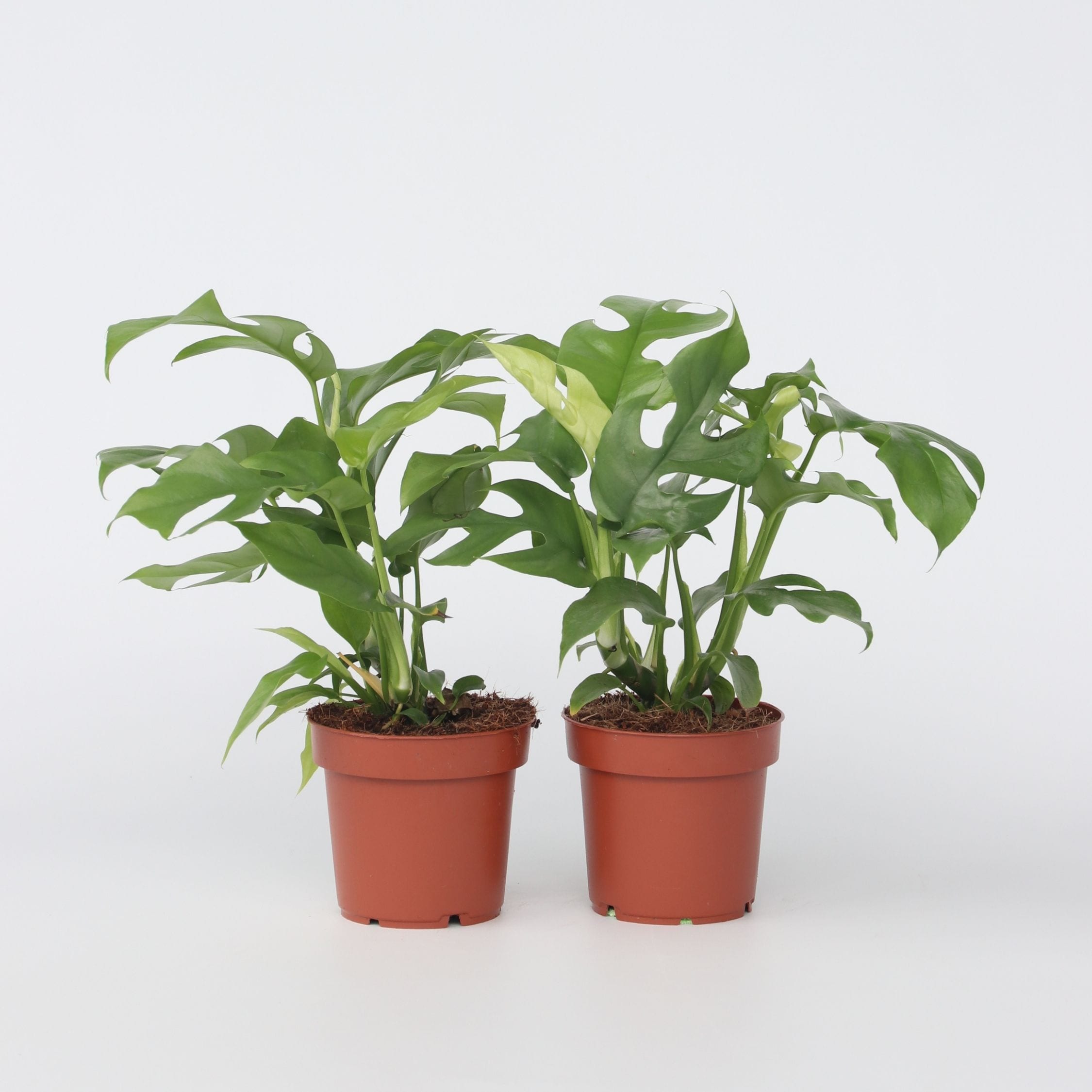 Plant in a Box - Fensterblatt - 2 Stk - Rhaphidophora tetrasperma - H&ouml;he 20-30cm - Topf 12cm 