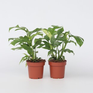 Plant in a Box - Fensterblatt - 2 Stk - Rhaphidophora tetrasperma - Höhe 20-30cm - Topf 12cm 
