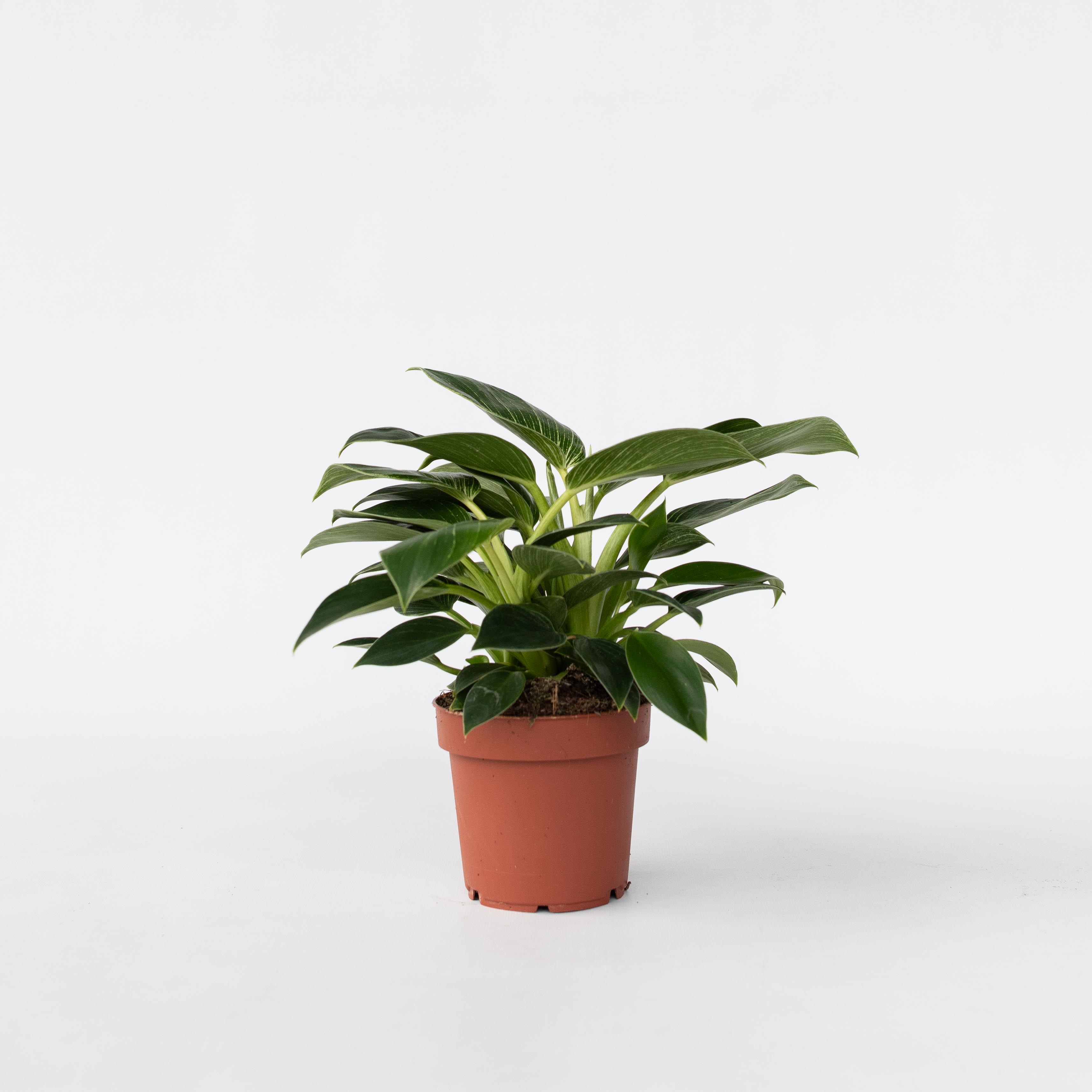 Plant in a Box - Baumfreund - Philodendron 'White Wave' - H&ouml;he 25-40cm - Topf 12cm 