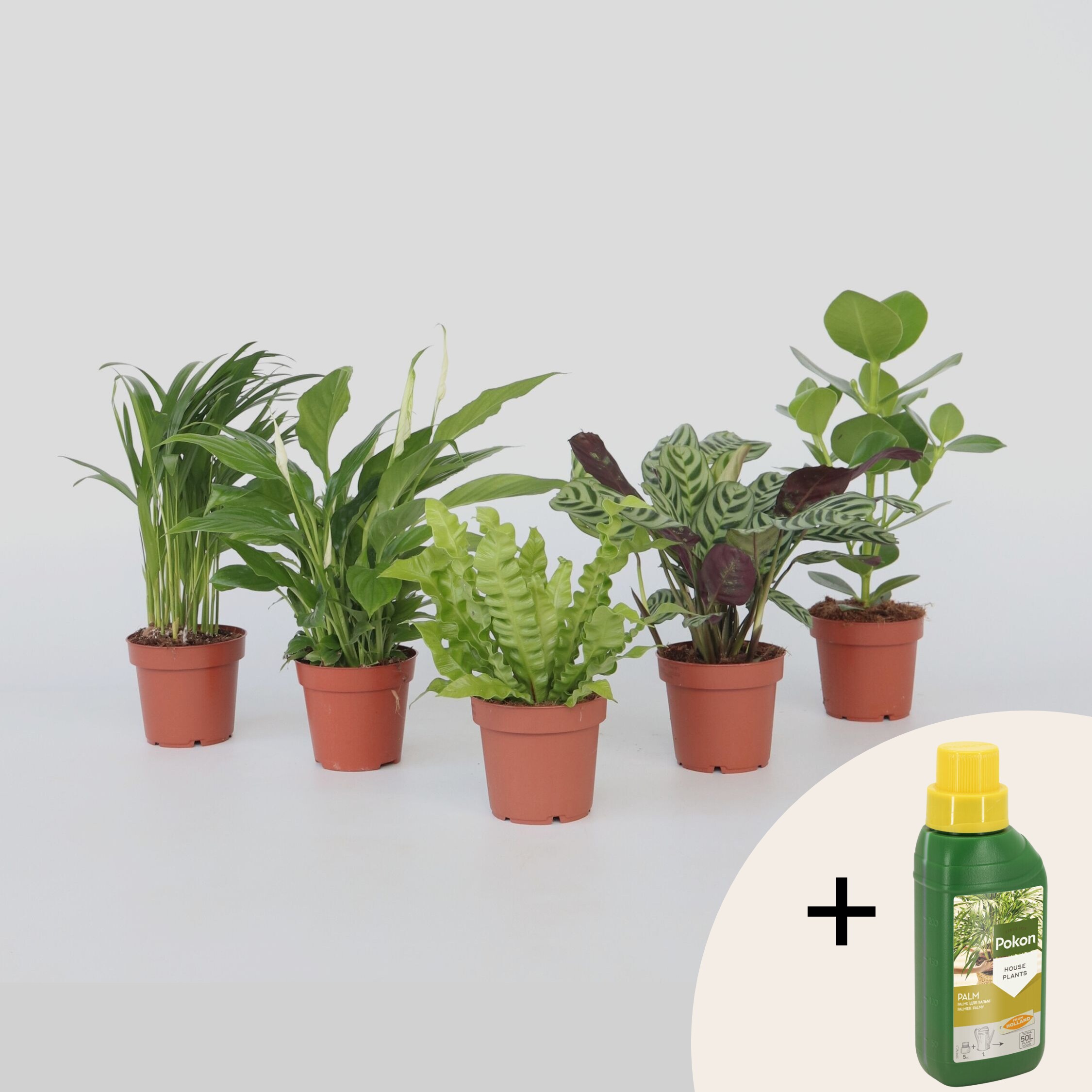 Plant in a Box - Luftreinigende Zimmerpflanzen - 5 Stk - H&ouml;he 25-40cm - Topf 12cm 