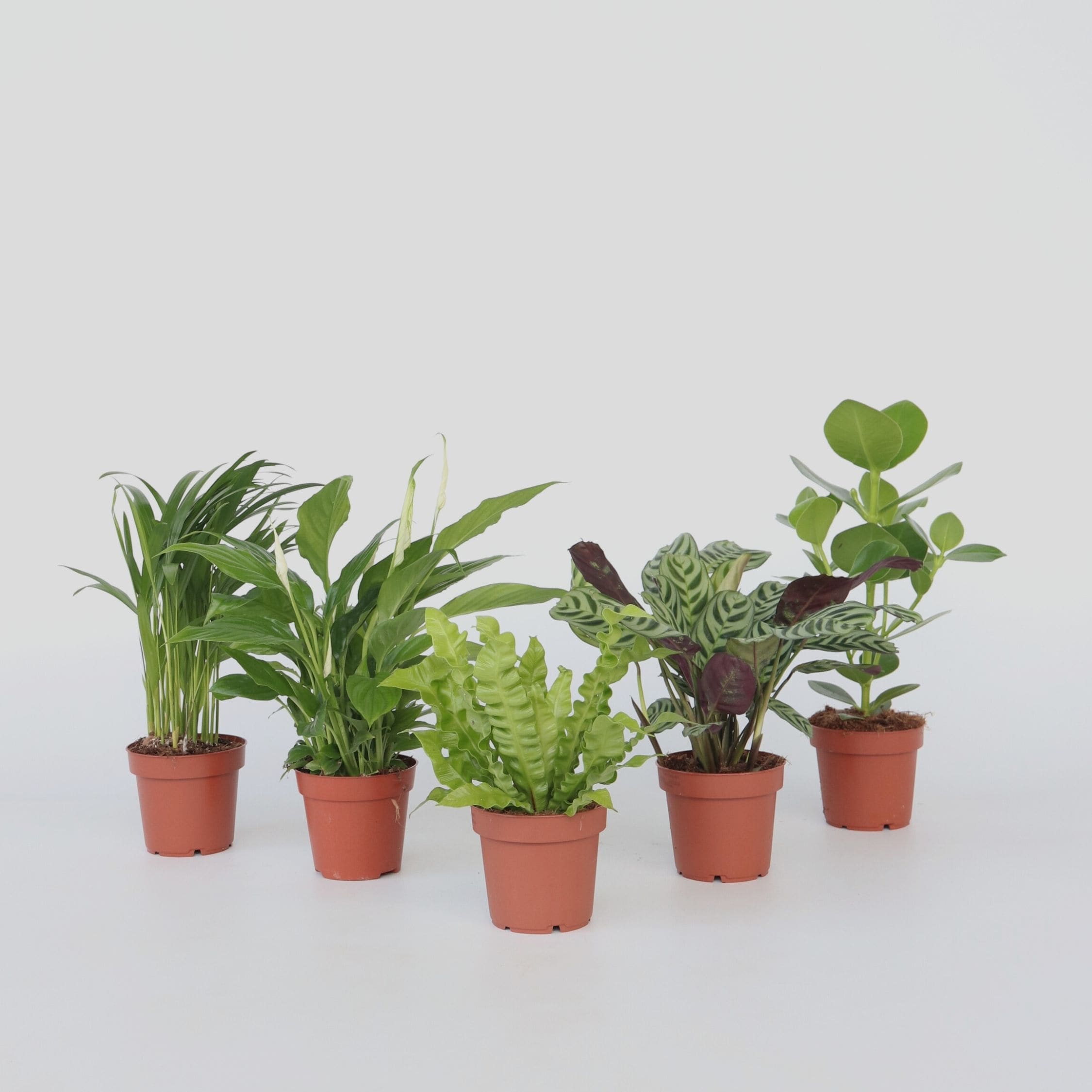 Plant in a Box - Luftreinigende Zimmerpflanzen - 5 Stk - H&ouml;he 25-40cm - Topf 12cm 