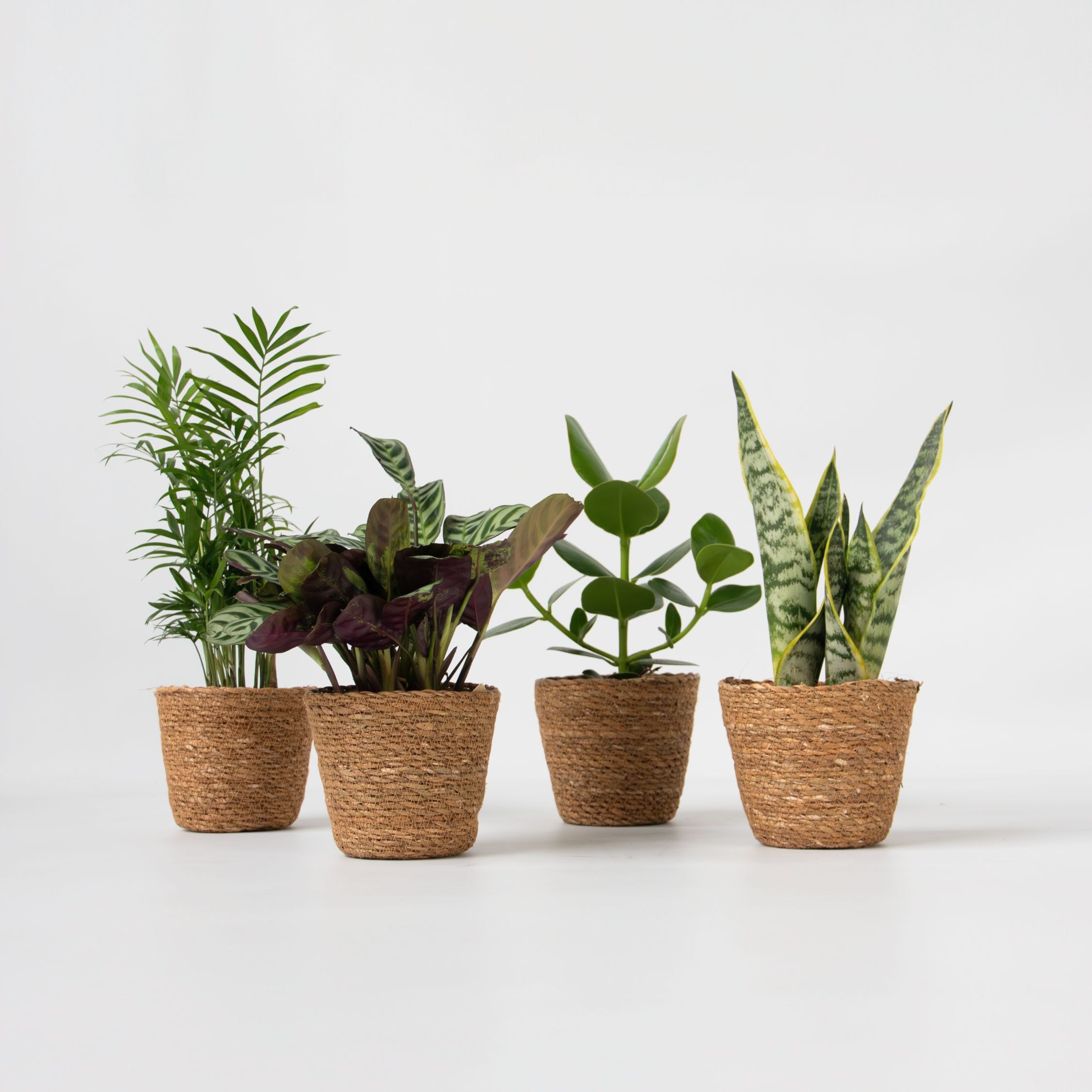 Plant in a Box - Pflegeleichte Zimmerpflanzen - Set mit 4 inkl. Korb - H&ouml;he 25&ndash;40cm - Topf 12cm 