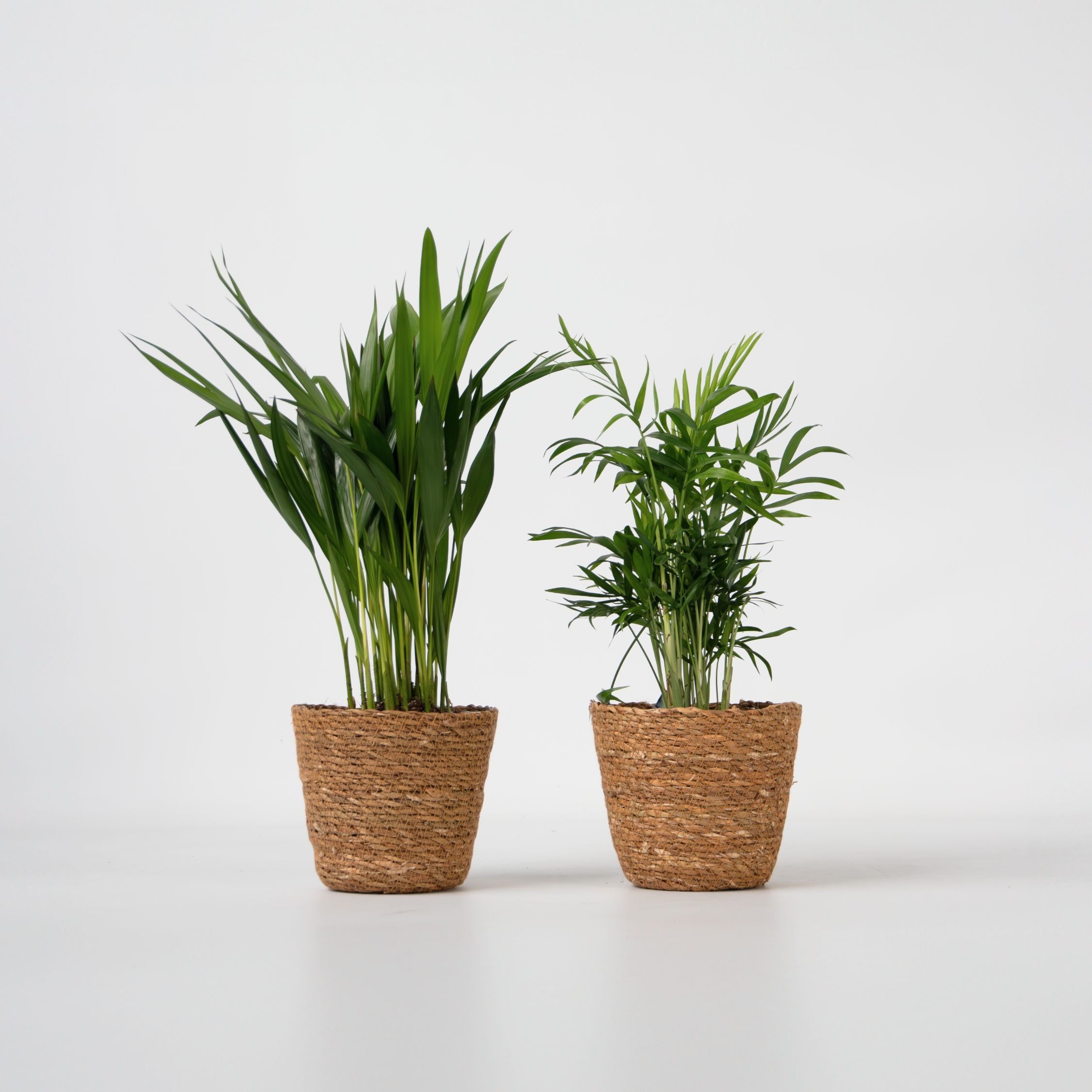 Plant in a Box - Kleine Dypsis und Chamaedorea - Mix aus 2 mit Korb - H&ouml;he 25-40cm - Topf 12cm 