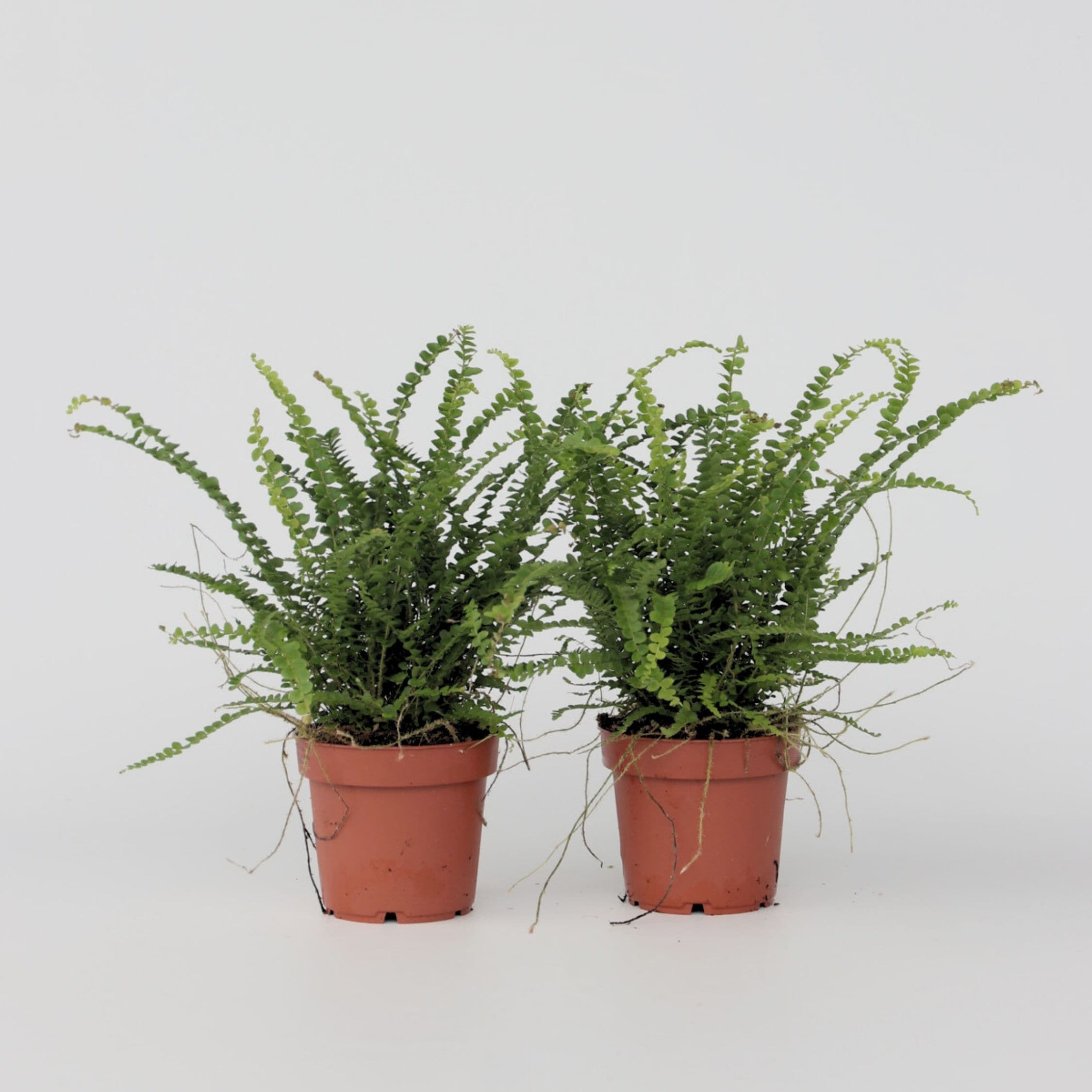 Plant in a Box - Knopf-Farn - 2 Stk - Nephrolepis 'Duffii' - H&ouml;he 25-40cm - Topf 12cm 