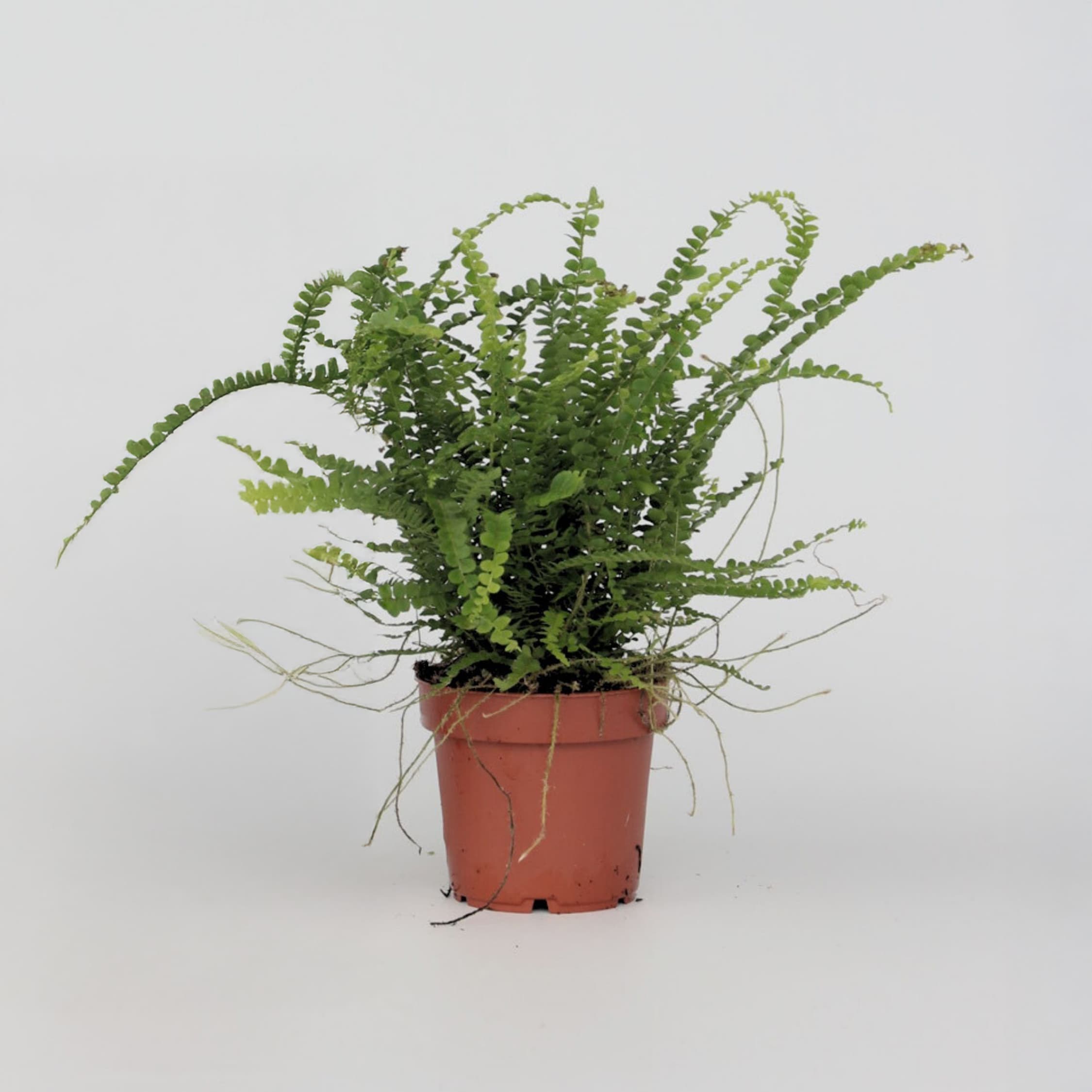 Plant in a Box - Knopf-Farn - Nephrolepis Duffii - H&ouml;he 25-40cm - Pot 12cm 