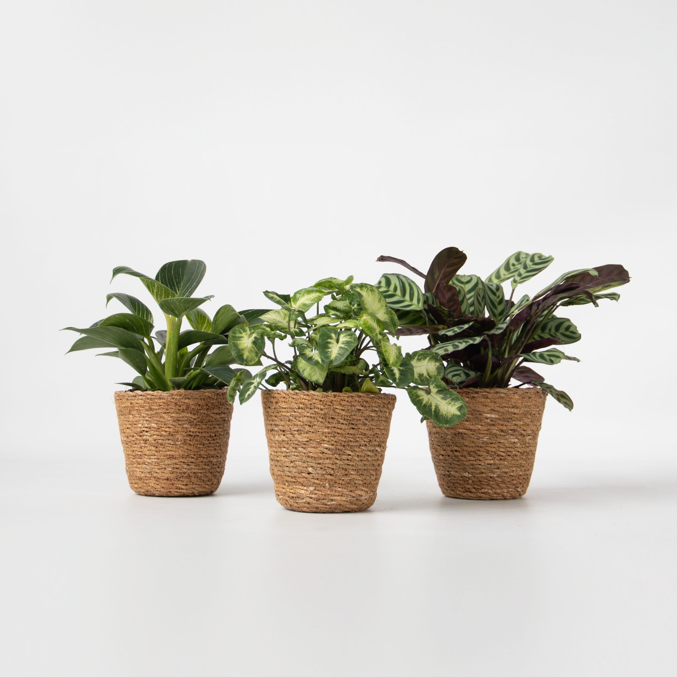 Plant in a Box - Set aus 3 Zimmerpflanzen inkl. K&ouml;rbe - H&ouml;he 25-40cm - Topf 12cm 