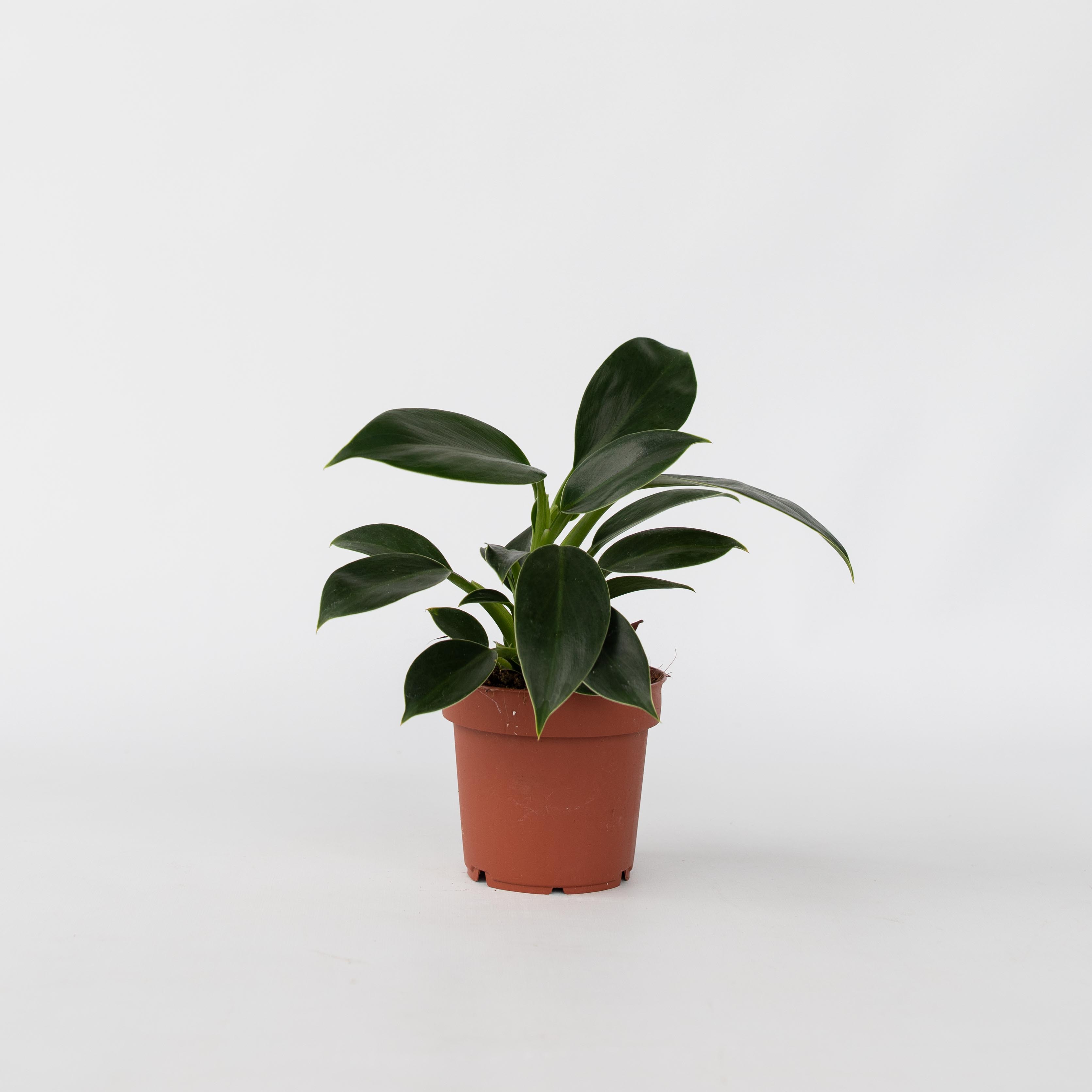 Plant in a Box - Baumfreund - Philodendron 'Green Princess' - H&ouml;he 20-30cm - Topf 12cm 