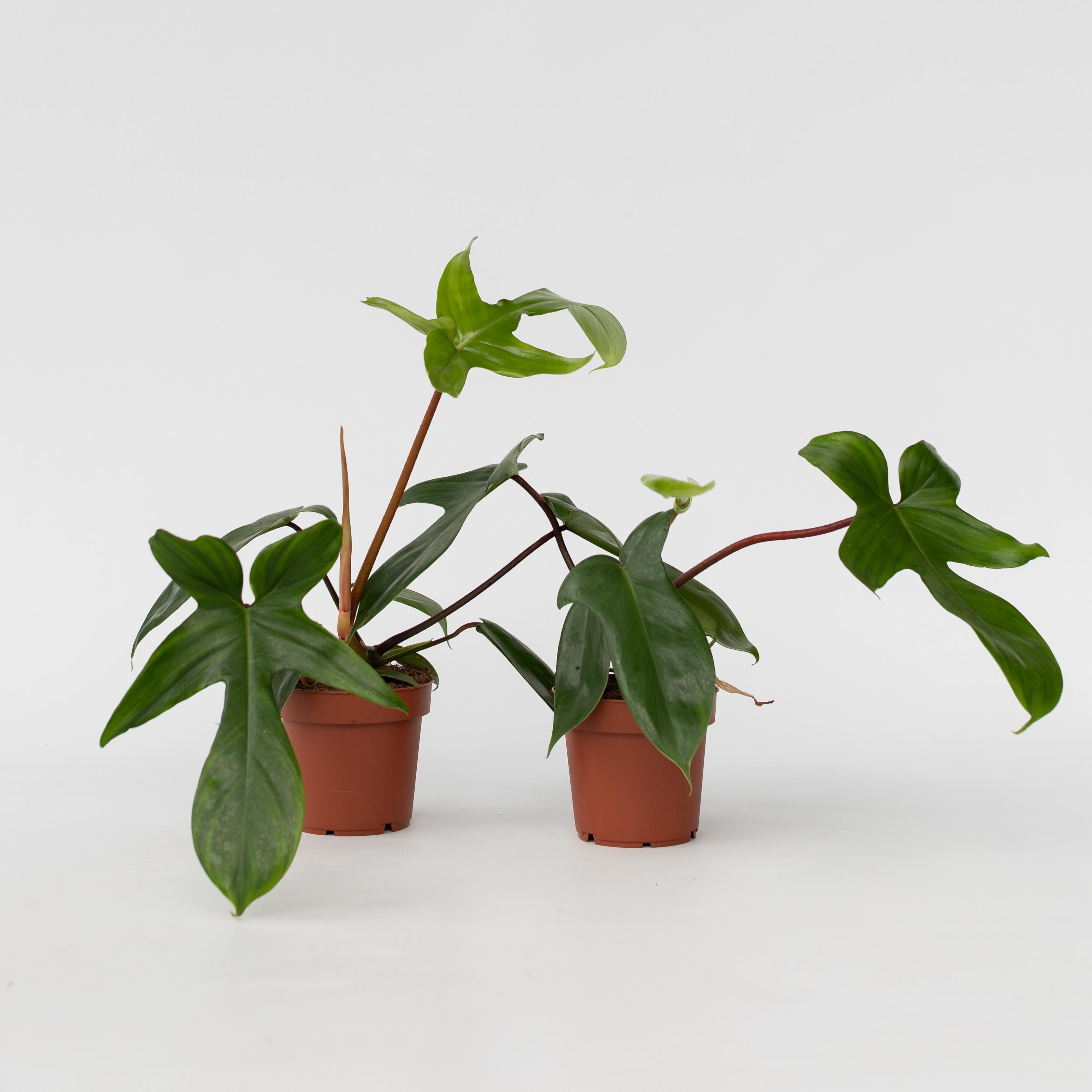 Plant in a Box - Baumfreund - 2 Stk - Philodendron 'Florida Green' - H&ouml;he 20-30cm - Topf 12cm 
