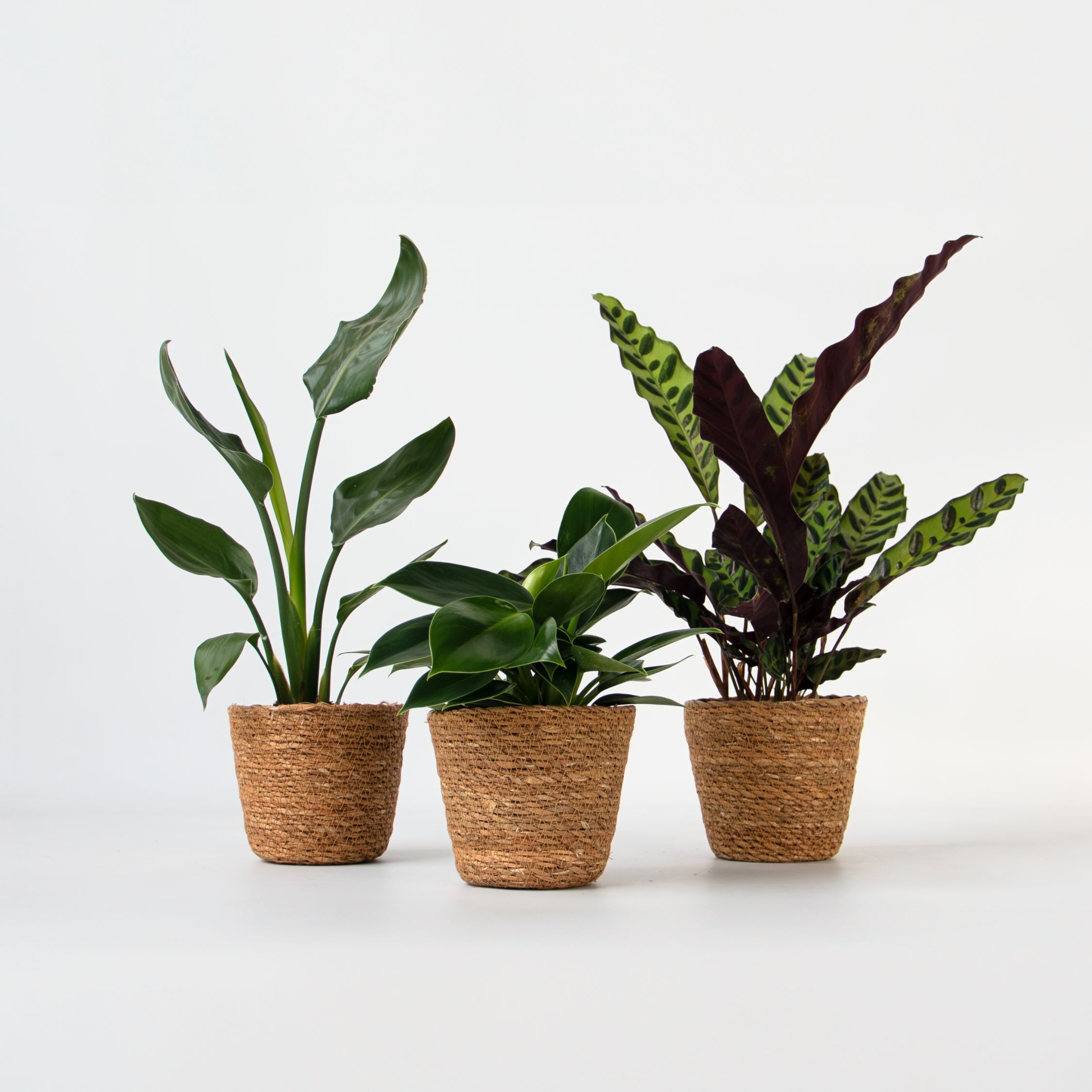 Plant in a Box - Set aus 3 Zimmerpflanzen inkl. K&ouml;rbe - H&ouml;he 25-40cm - Topf 12cm 