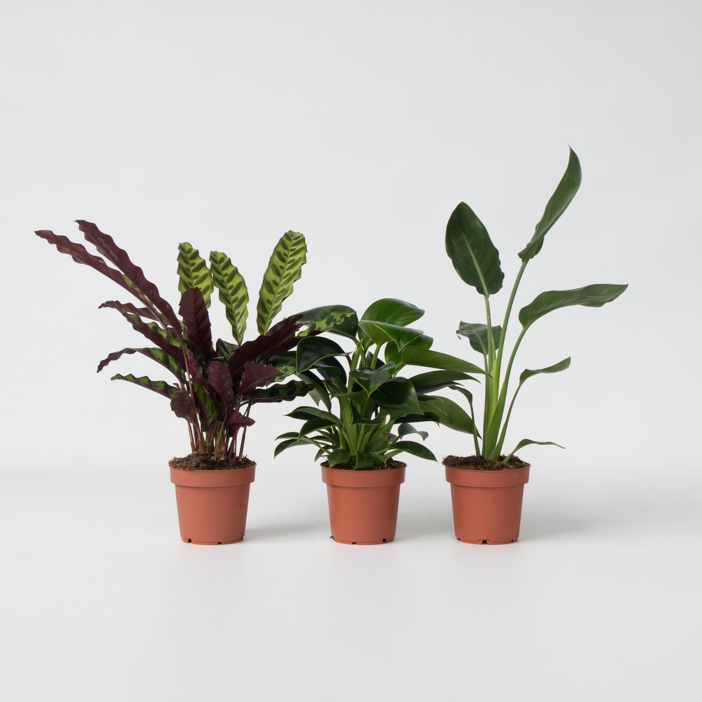 Plant in a Box - Tropischer Mix - 3 Stk - H&ouml;he 25-40cm - Topf 12cm 