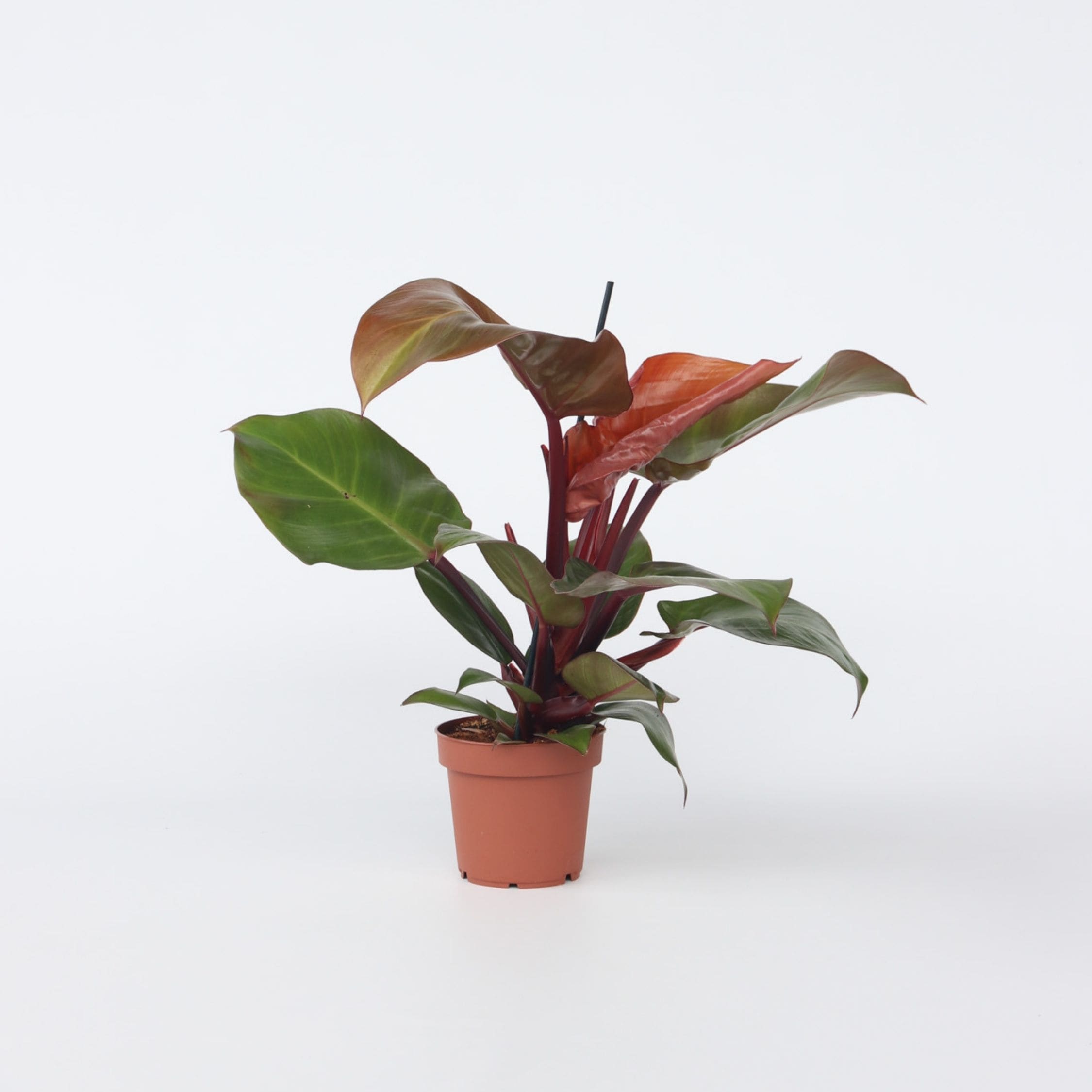 Plant in a Box - Baumfreund - Philodendron 'Sun Light' - H&ouml;he 20-30cm - Topf 12cm 