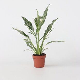 Plant in a Box - Friedenslilie - Einblatt - Spathiphyllum 'Diamond' - Höhe 40-50cm - Topf 12cm 