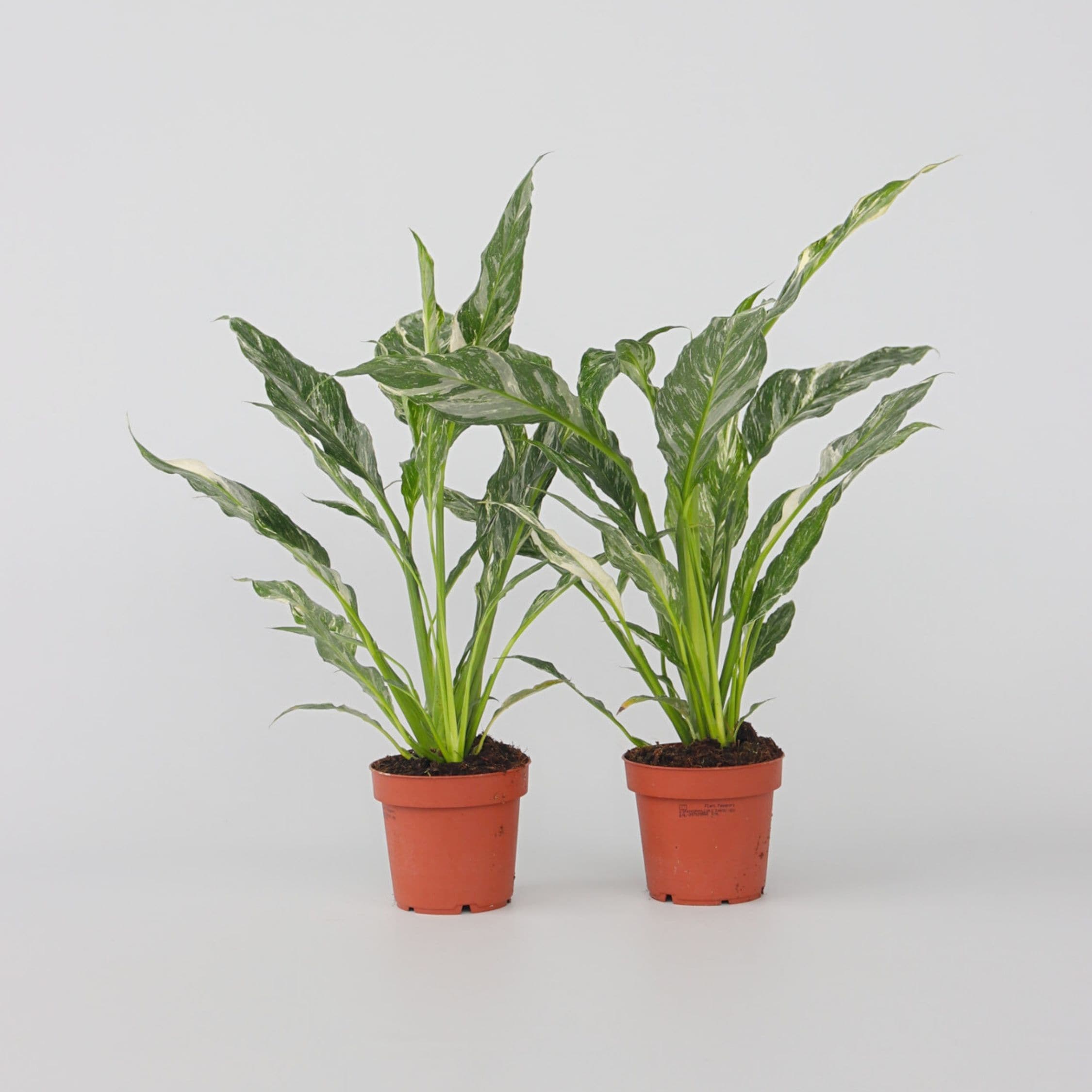 Plant in a Box - Friedenslilie - Einblatt - 2 Stk - Spathiphyllum Diamond - H&ouml;he 40-50cm - Topf 12cm 