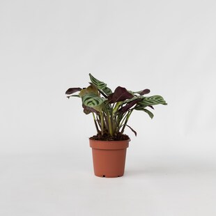 Plant in a Box - Marante - Ctenanthe 'Amagris' - Höhe 20-30cm - Topf 12cm 