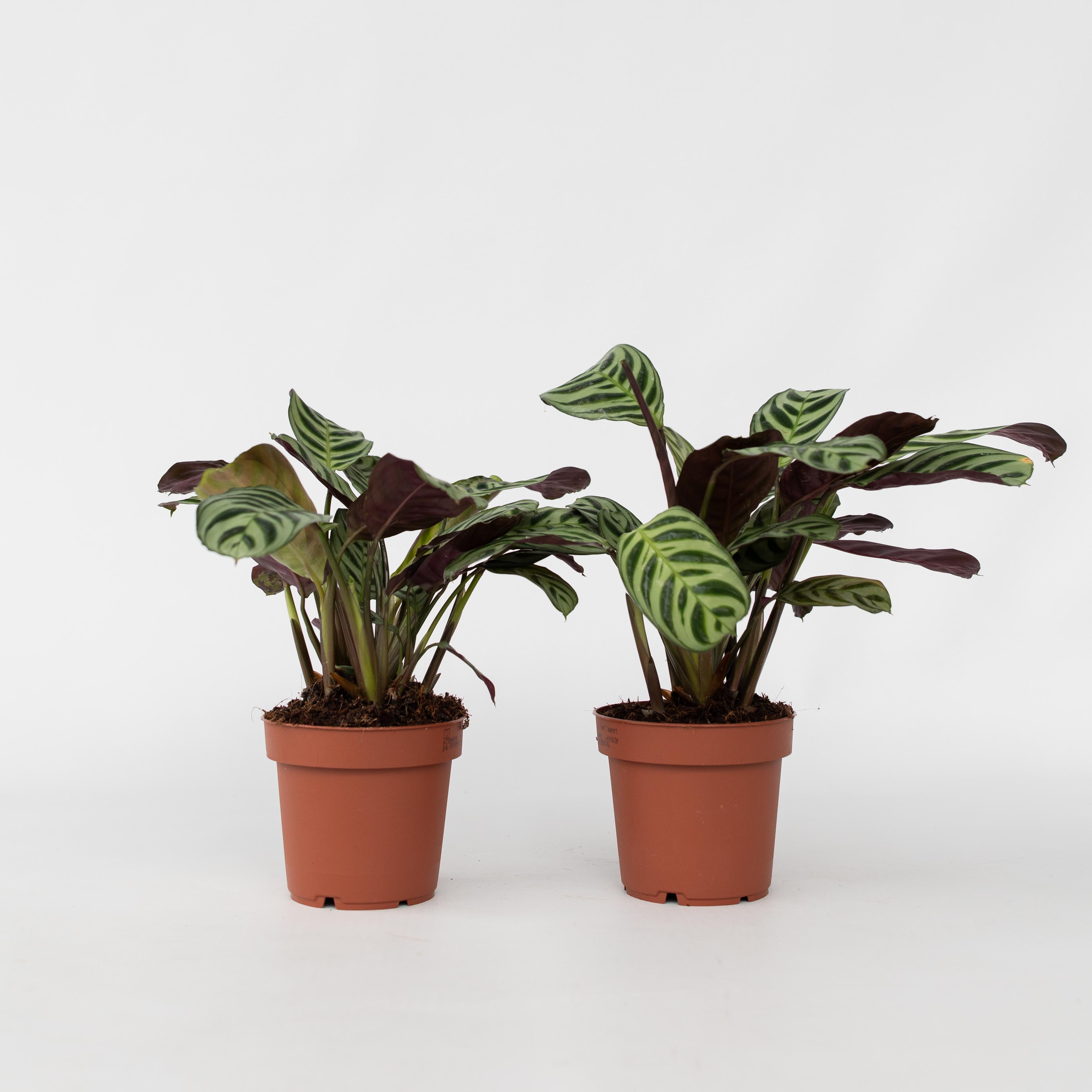 Plant in a Box - Marante - 2 Stk - Ctenanthe 'Amagris' - H&ouml;he 20-30cm - Topf 12cm 