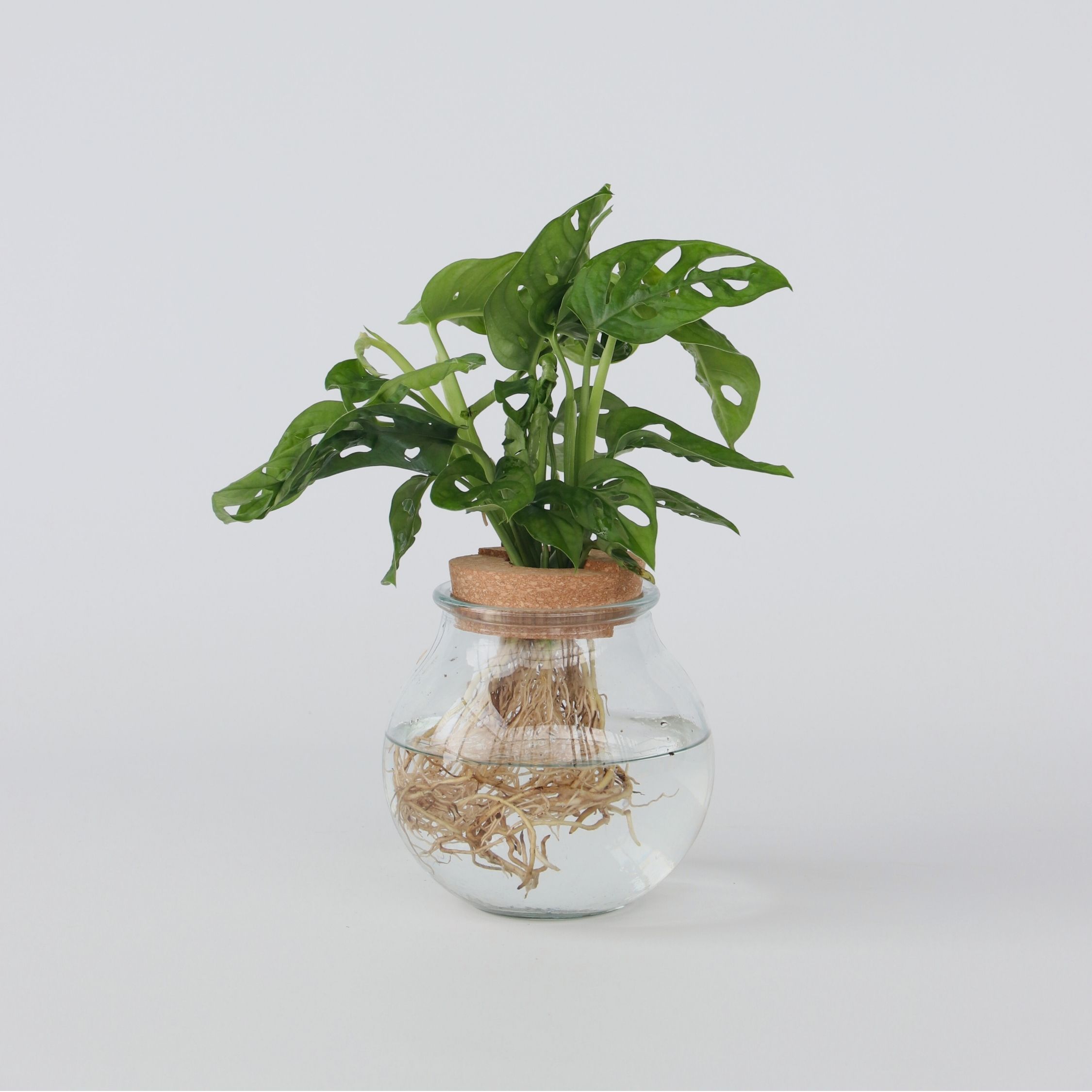 Plant in a Box - Fensterblatt - Monstera adansonii 'Monkey Mask' - H&ouml;he 25-35cm - Topf 20cm 