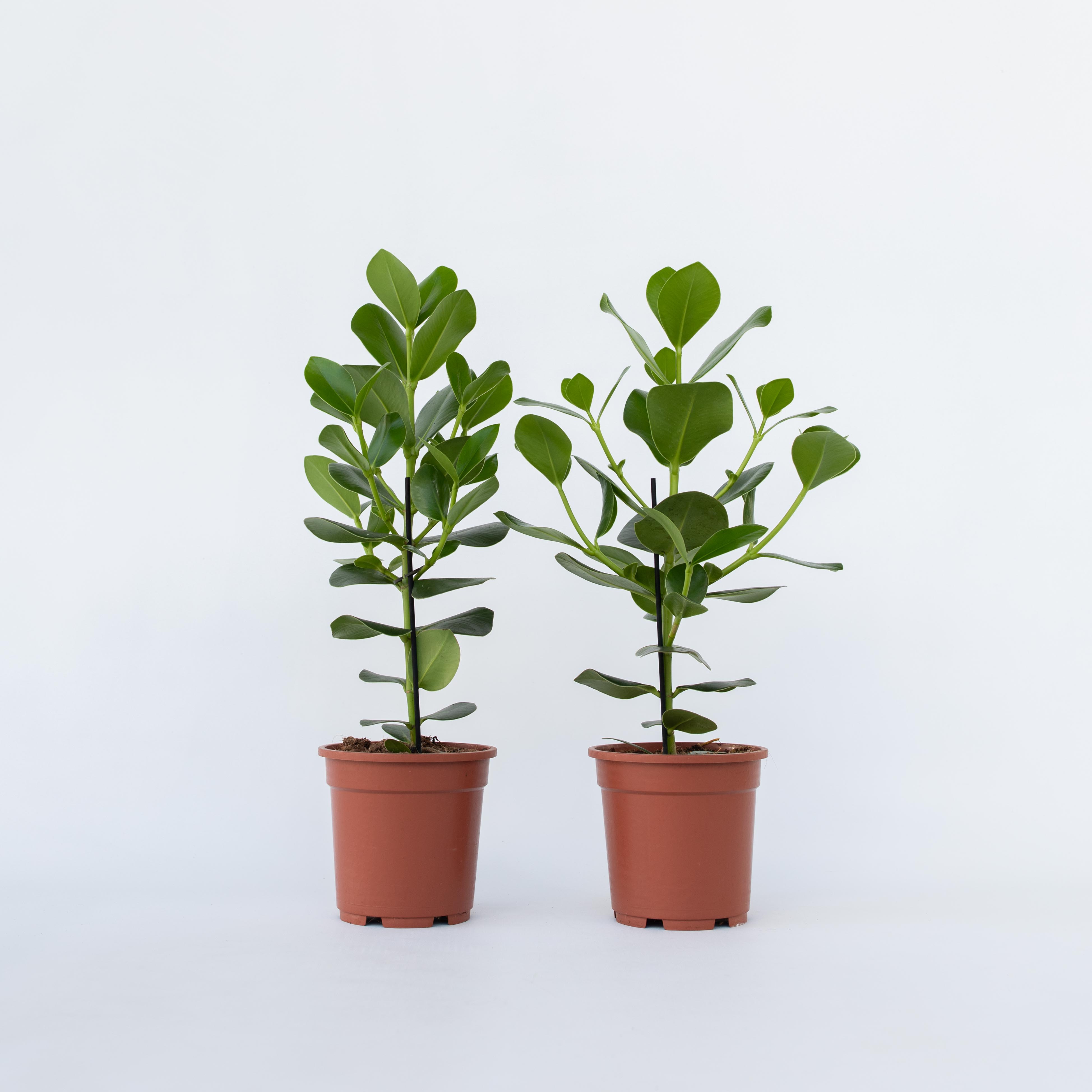 Plant in a Box - Balsamapfel - 2 Stk - Clusia rosea 'Princess' - H&ouml;he 50-60cm - Topf 17cm 