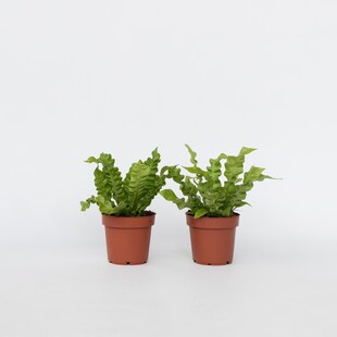 Plant in a Box - Vogelnestfarn - 2 Stk - Asplenium nidus 'Crispy Wave' - Höhe 25-40cm - Topf 12cm 