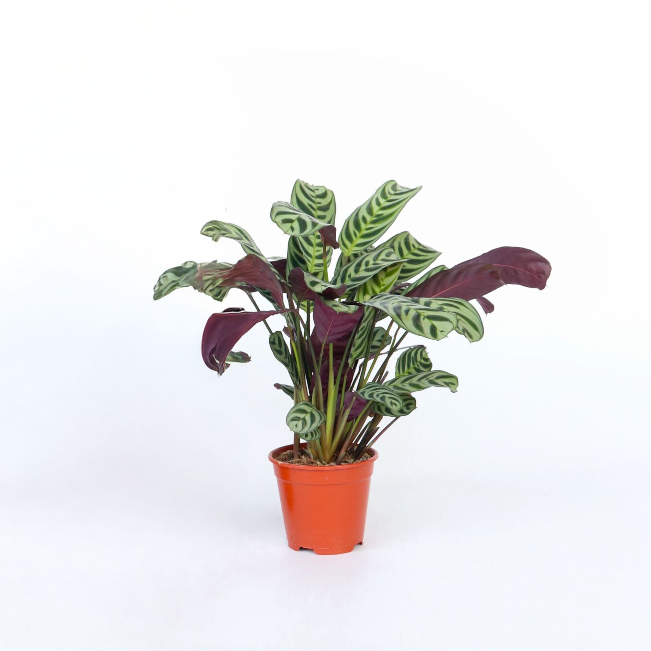 Plant in a Box - Marante - Ctenanthe 'burle-marxii' - H&ouml;he 25-40cm - Topf 12cm 