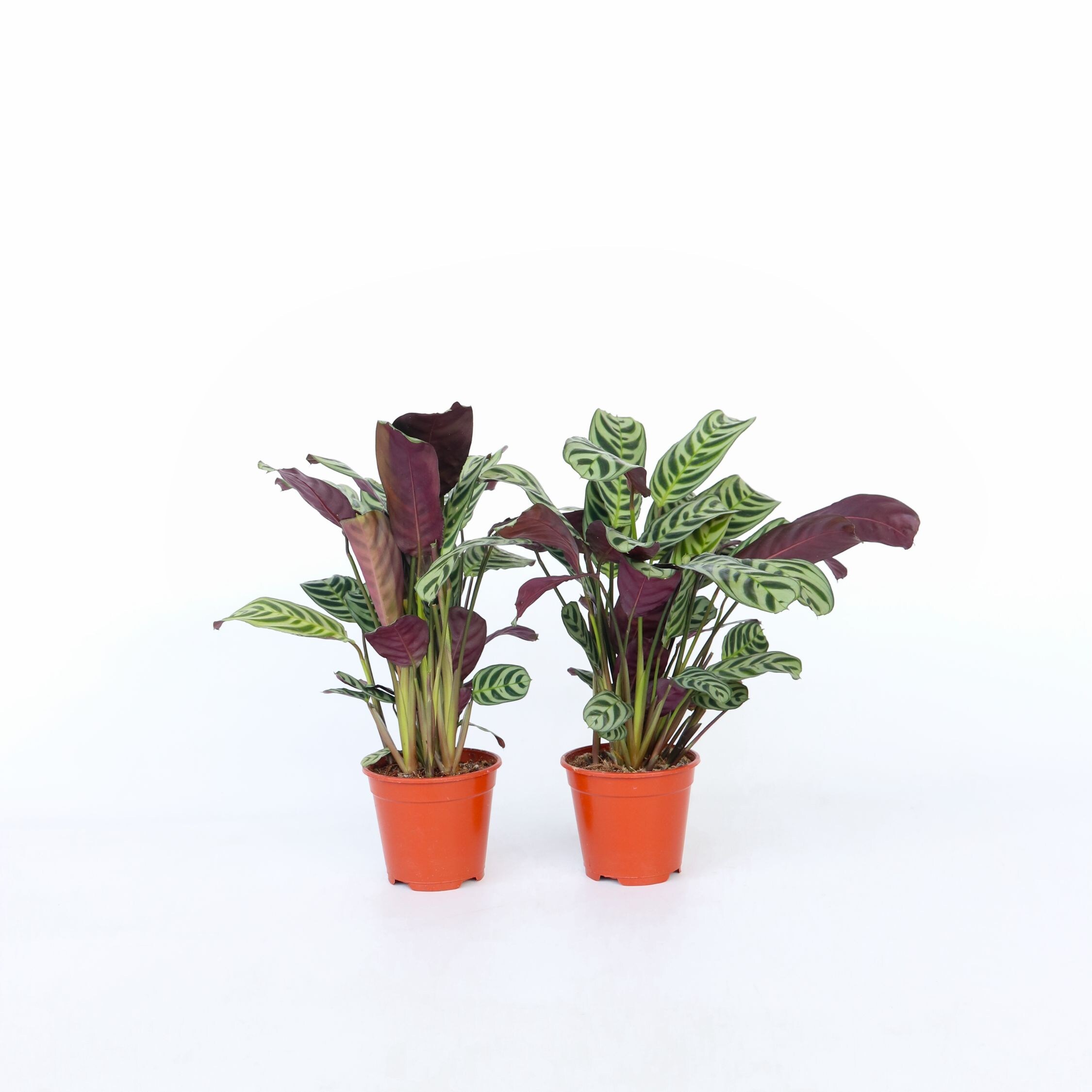 Plant in a Box - Marante - 4 Stk - Ctenanthe 'burle-marxii' - H&ouml;he 25-40cm - Topf 12cm 