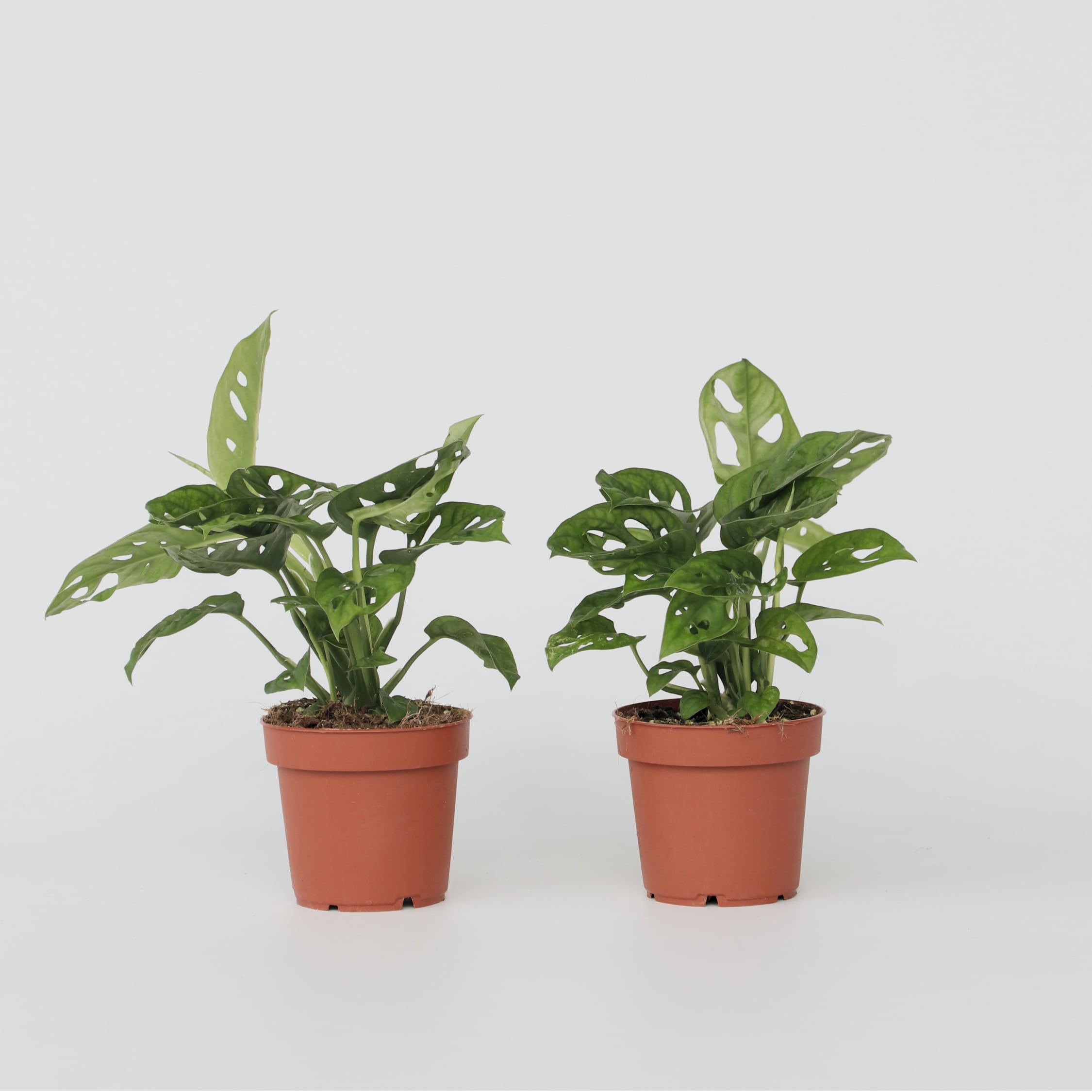 Plant in a Box - Fensterblatt - 2 Stk - Monstera adansonii 'Monkey Mask' - H&ouml;he 25-30cm - Topf 12cm 