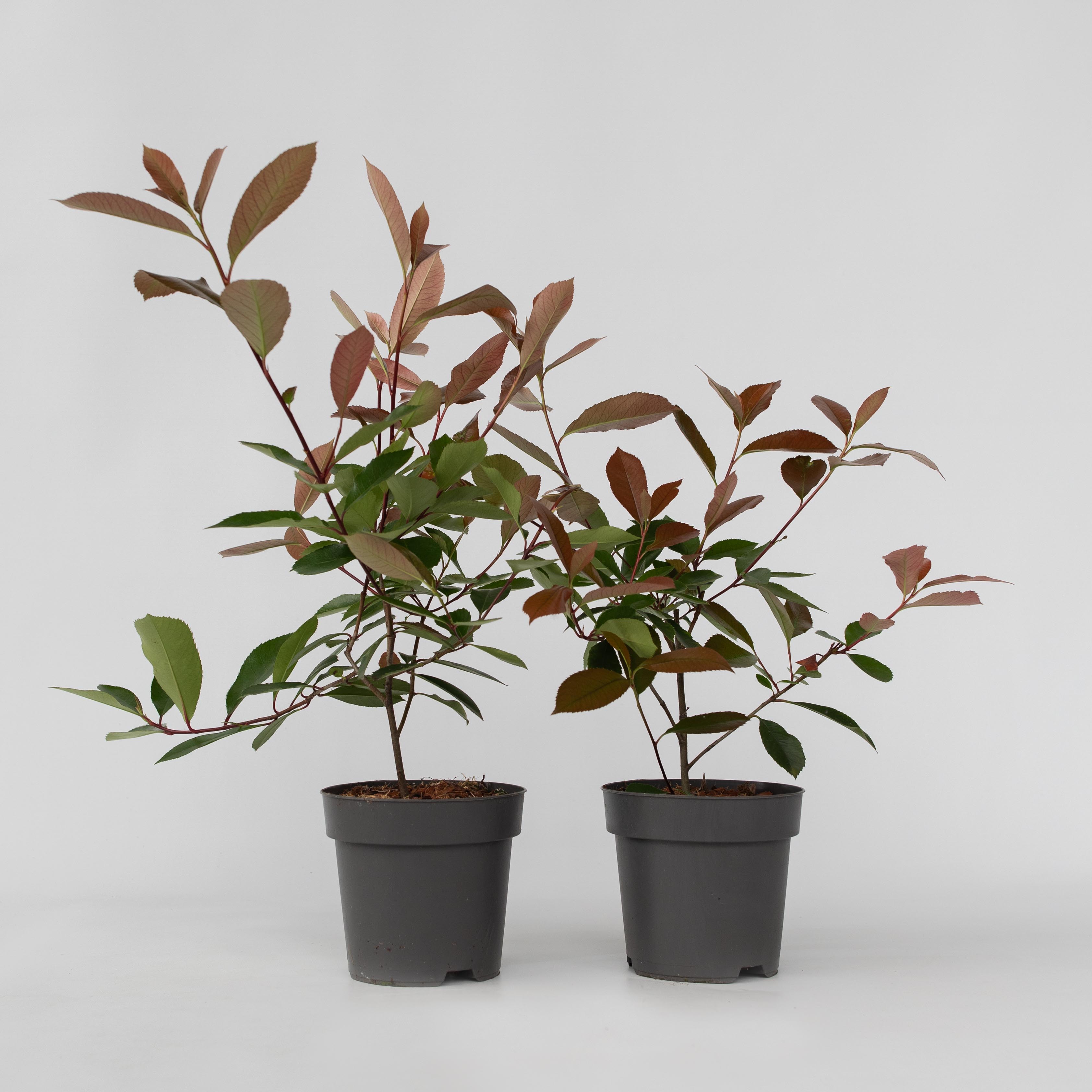 Plant in a Box - Glanzmispel - 6 Stk - Photinia fraseri 'Red Robin' - H&ouml;he 30-40cm - Topf 17cm 