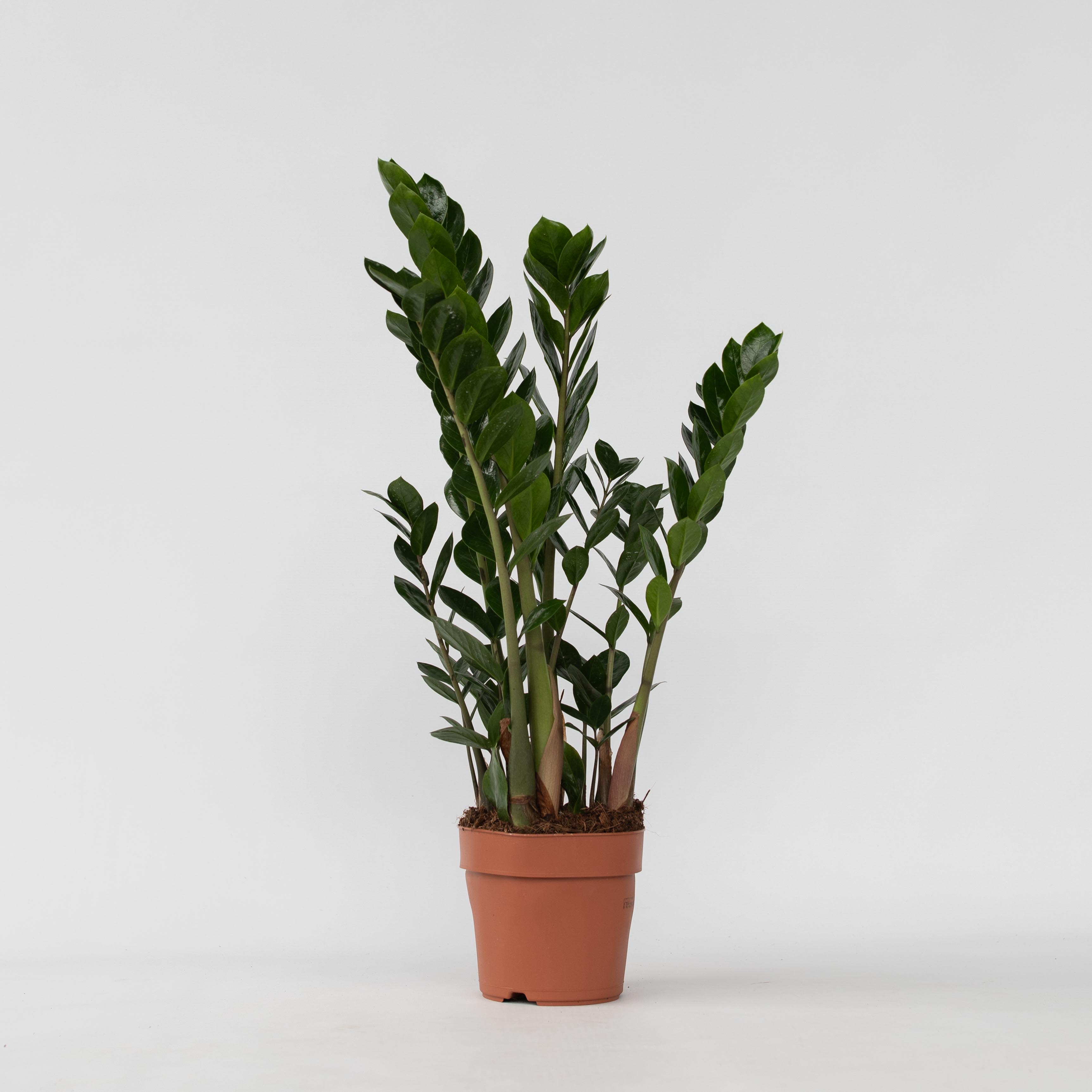 Plant in a Box - Gl&uuml;cksfeder - Zamioculcas Zamiifolia - H&ouml;he 55-65cm - Topf 17cm 