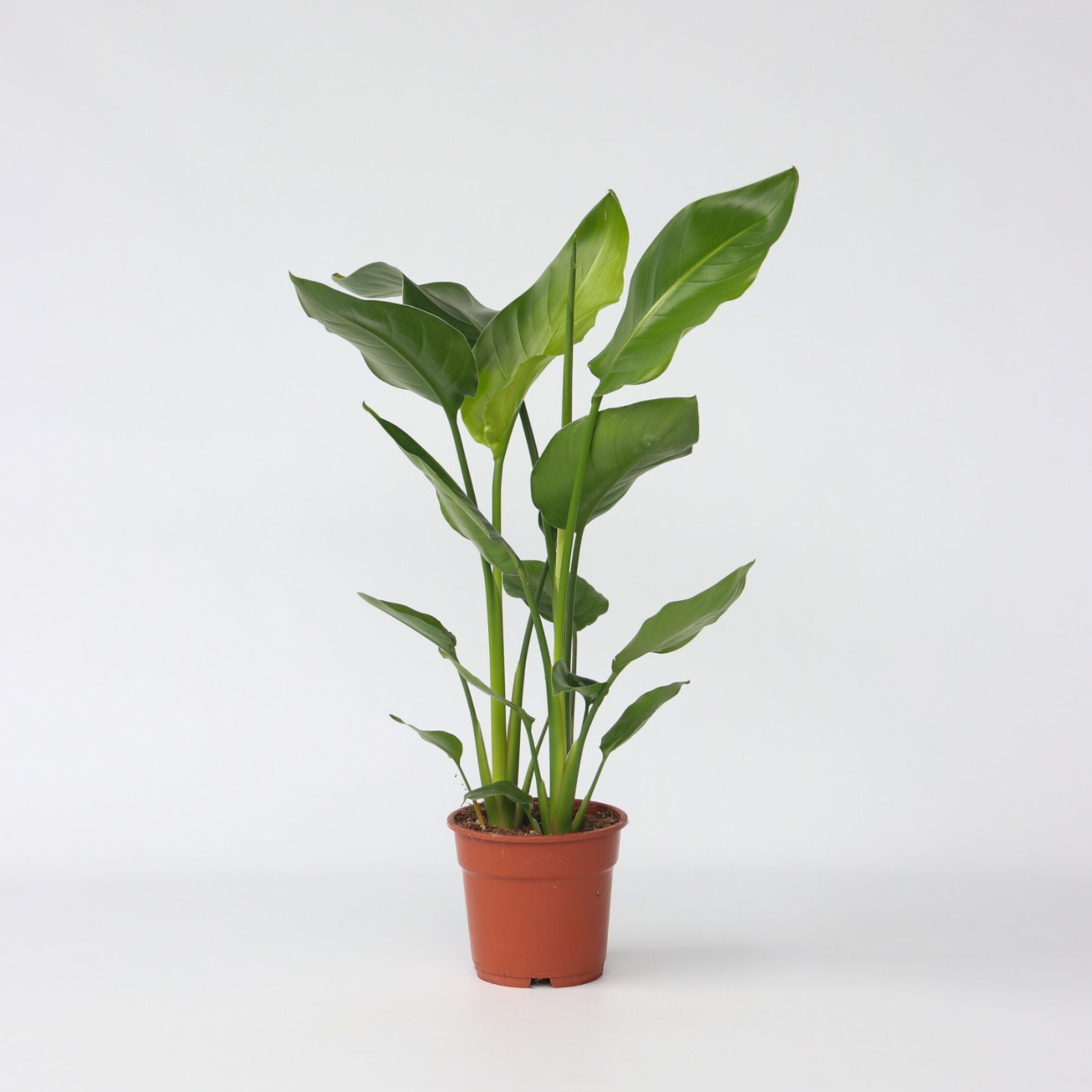 Plant in a Box - Paradiesvogelblume - Strelitzie - Strelitzia nicolai - H&ouml;he 55-70cm - Topf 17cm 