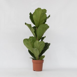 Plant in a Box - Geigenpflanze - Ficus Lyrata - Höhe 70-90cm - Topf 21cm 