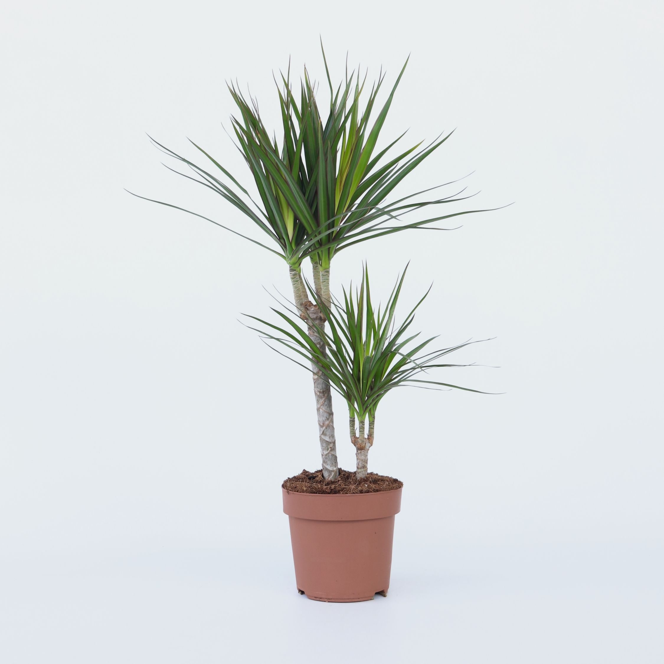 Plant in a Box - Drachenbaum - Dracaena marginata - H&ouml;he 70-80cm - Topf 17cm 