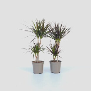 Plant in a Box - Drachenbaum - 2 Stk - Dracaena marginata - Höhe 70-80cm - Topf 17cm 