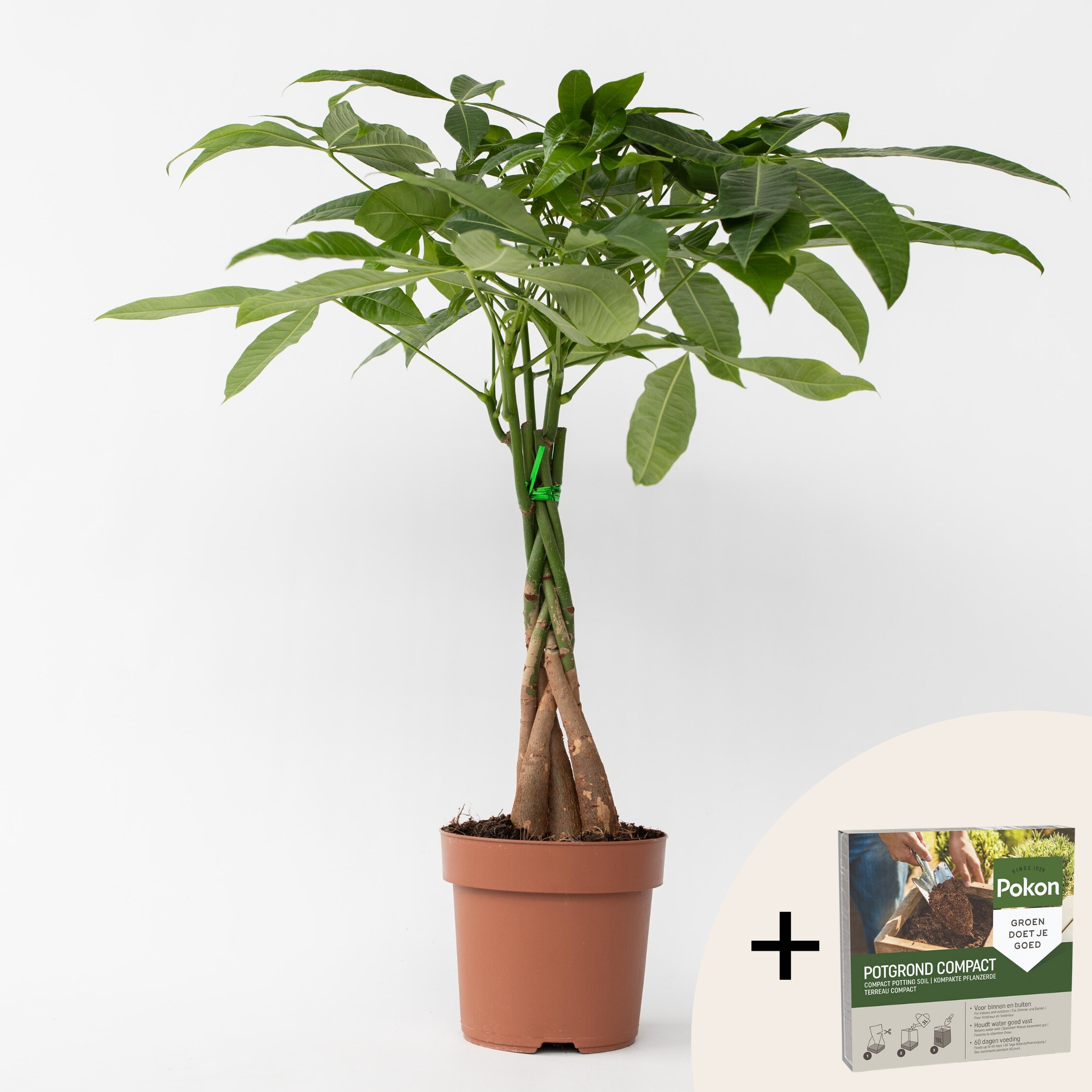Plant in a Box - Gl&uuml;ckskastanie - Pachira aquatica - H&ouml;he 60-70cm - Topf 17cm 