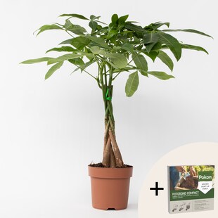 Plant in a Box - Glückskastanie - Pachira aquatica - Höhe 60-70cm - Topf 17cm 