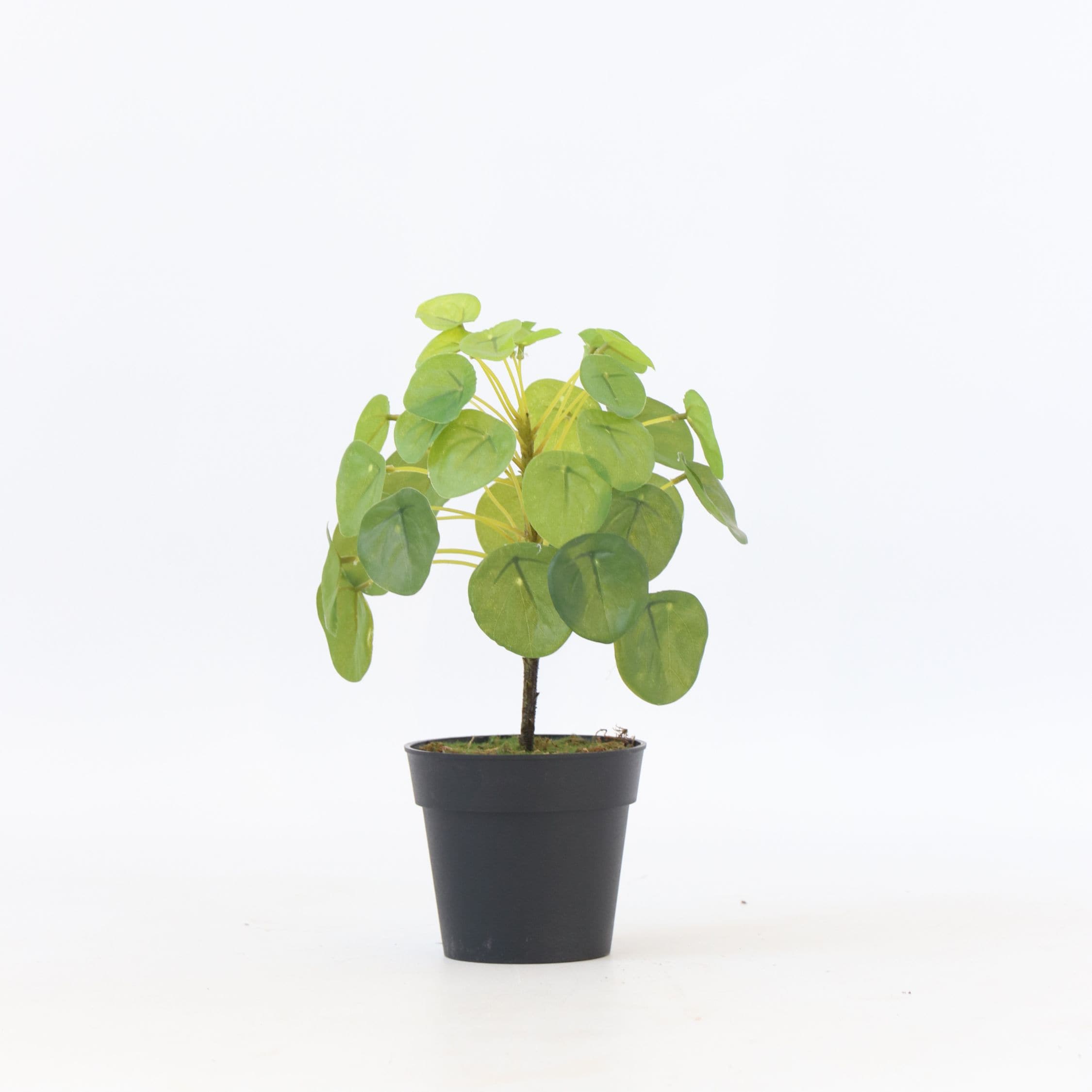 Plant in a Box - K&uuml;nstliche Pilea Peperomioides &ndash; H&ouml;he 25cm 