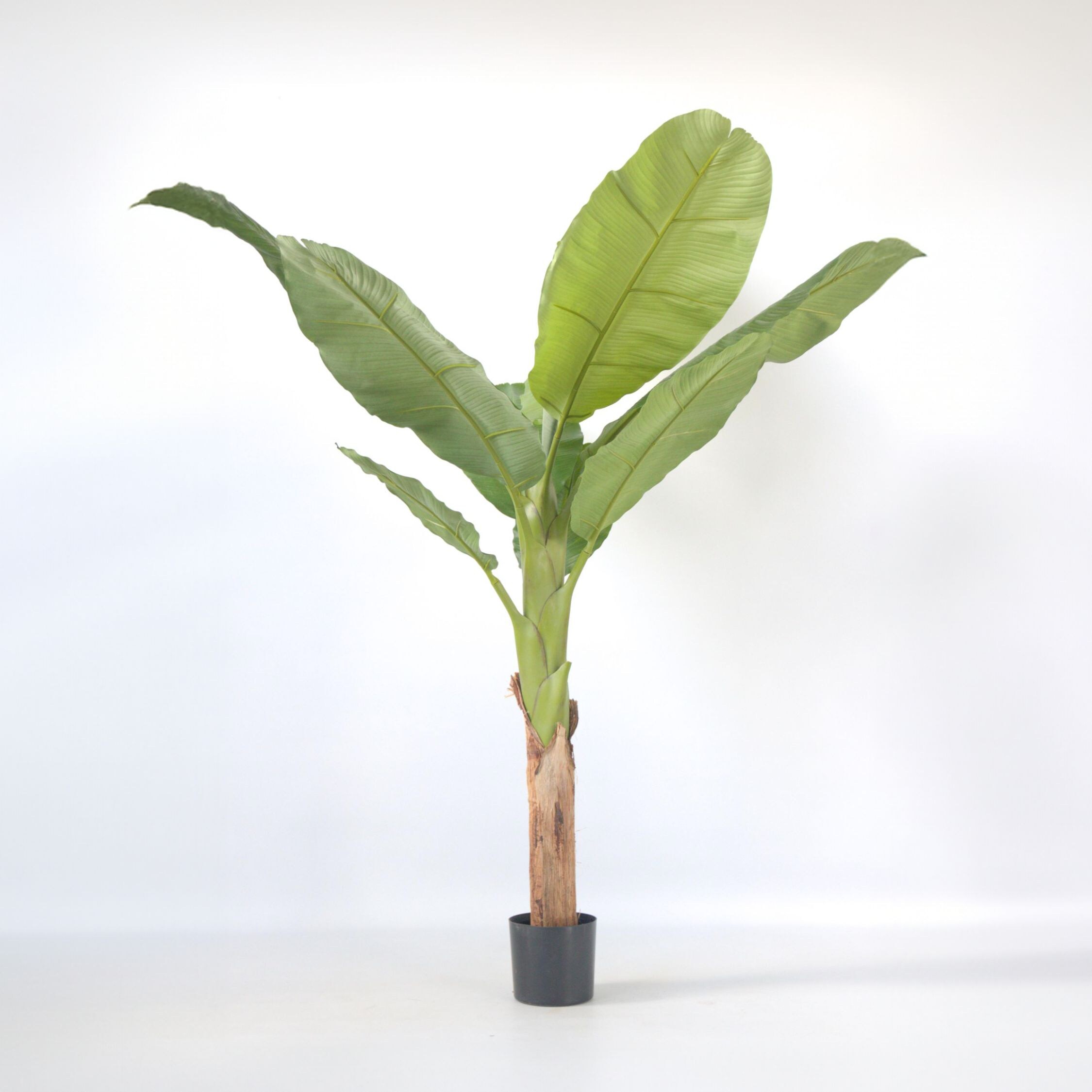 Plant in a Box - K&uuml;nstliche Musa-Bananenpflanze &ndash; H&ouml;he 150cm 