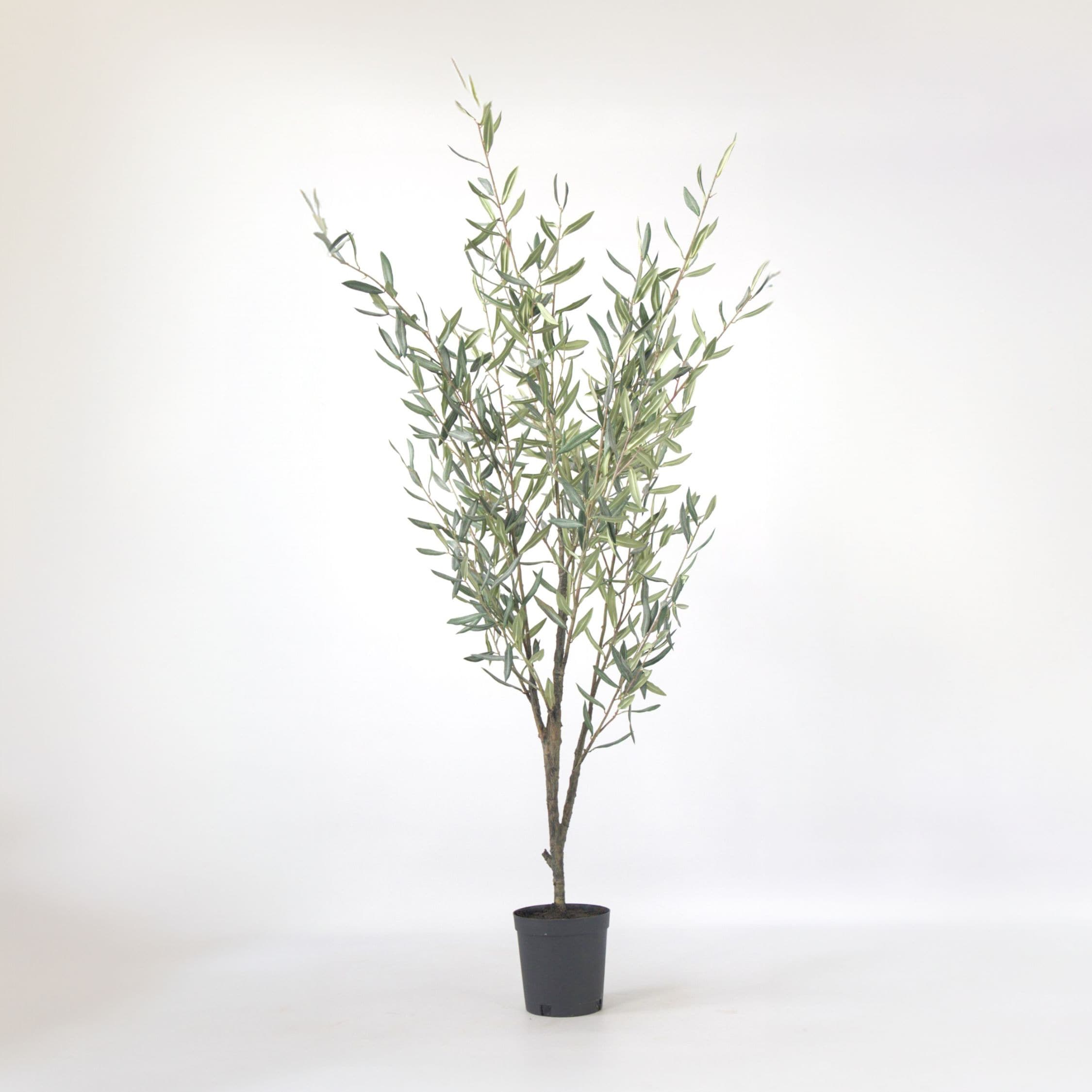 Plant in a Box - K&uuml;nstlicher Olivenbaum &ndash; H&ouml;he 150cm 