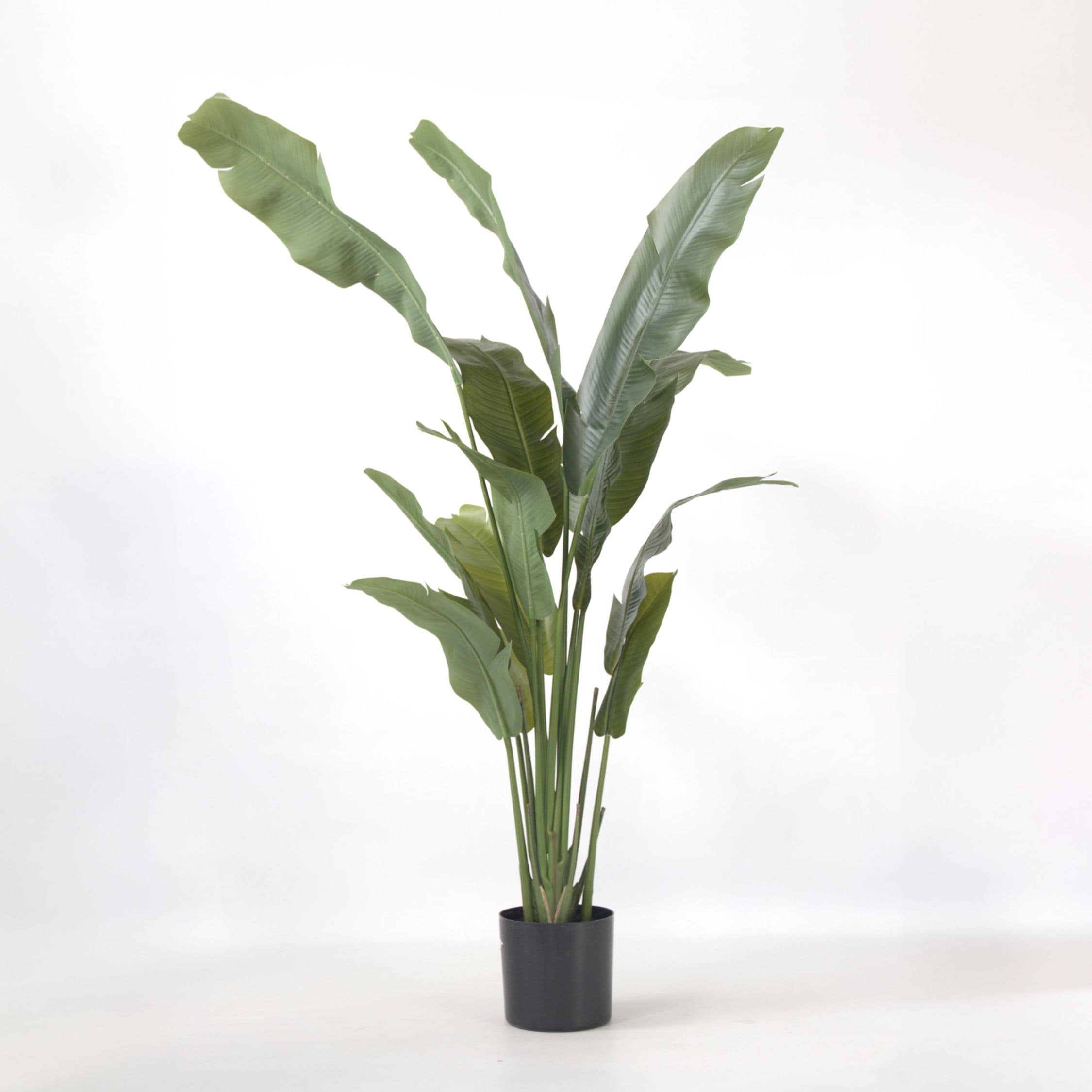 Plant in a Box - K&uuml;nstliche Strelitzie &ndash; H&ouml;he 160cm 