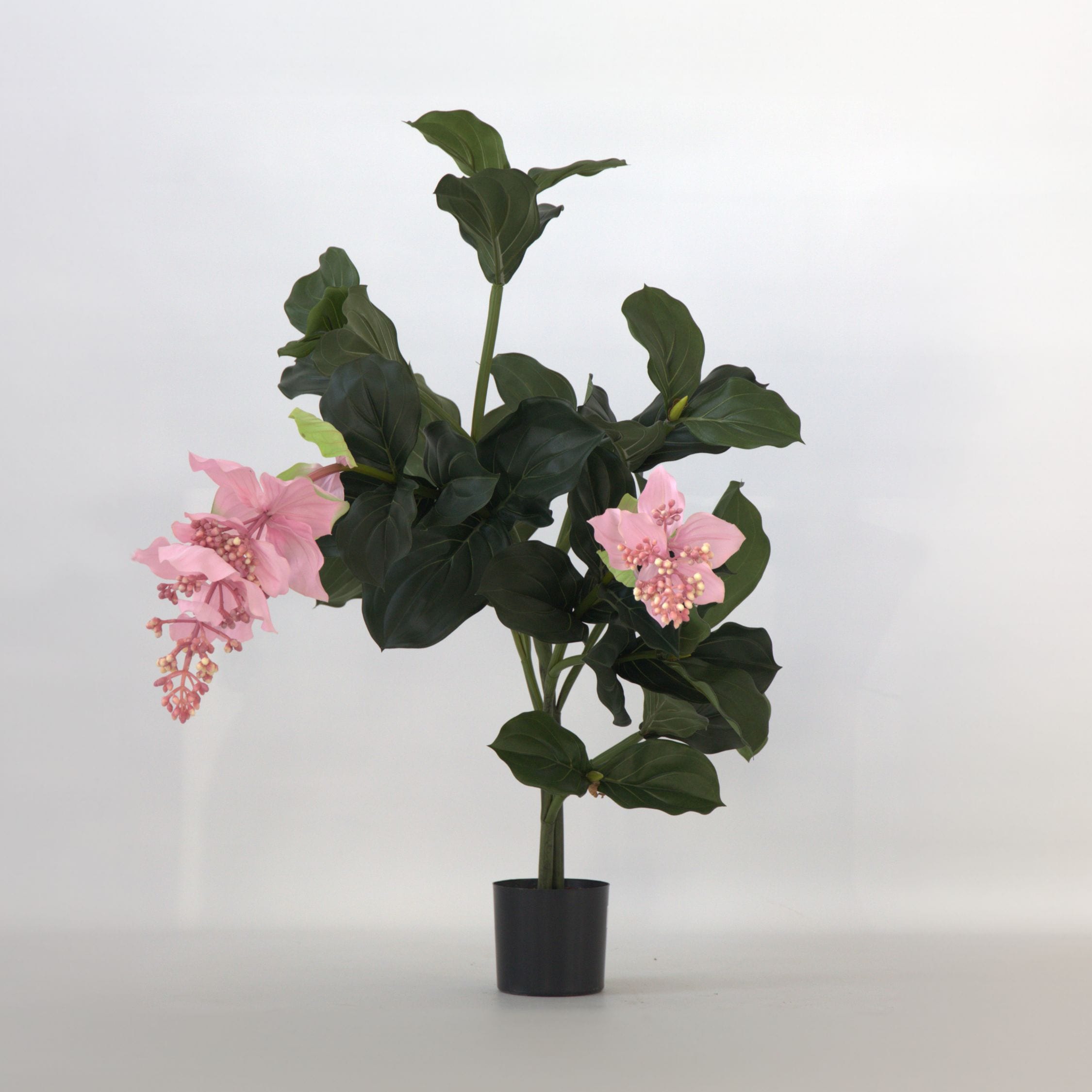 Plant in a Box - K&uuml;nstliche Medinilla Magnifica &ndash; H&ouml;he 85cm 