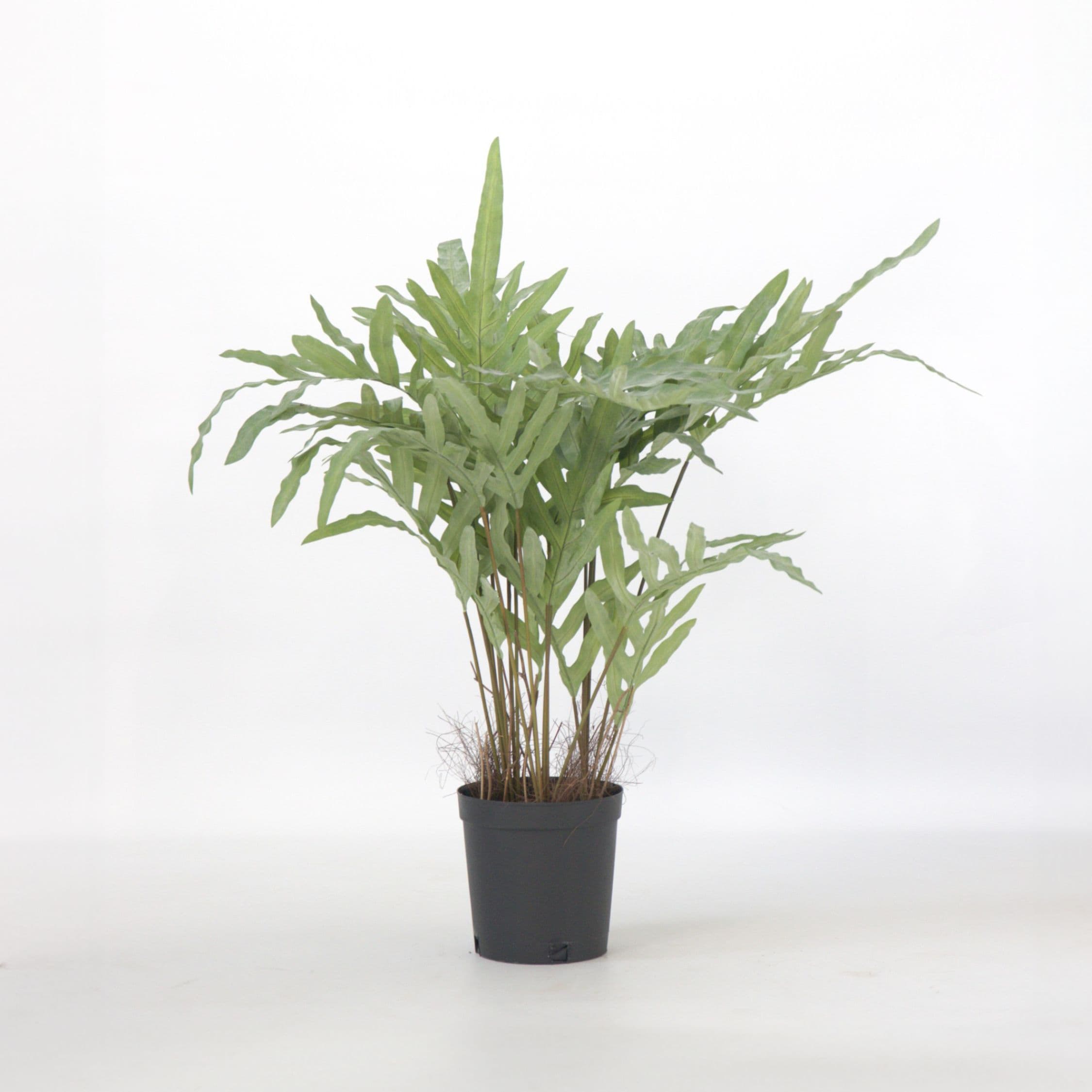 Plant in a Box - K&uuml;nstliches Phlebodium &ndash; H&ouml;he 80cm 