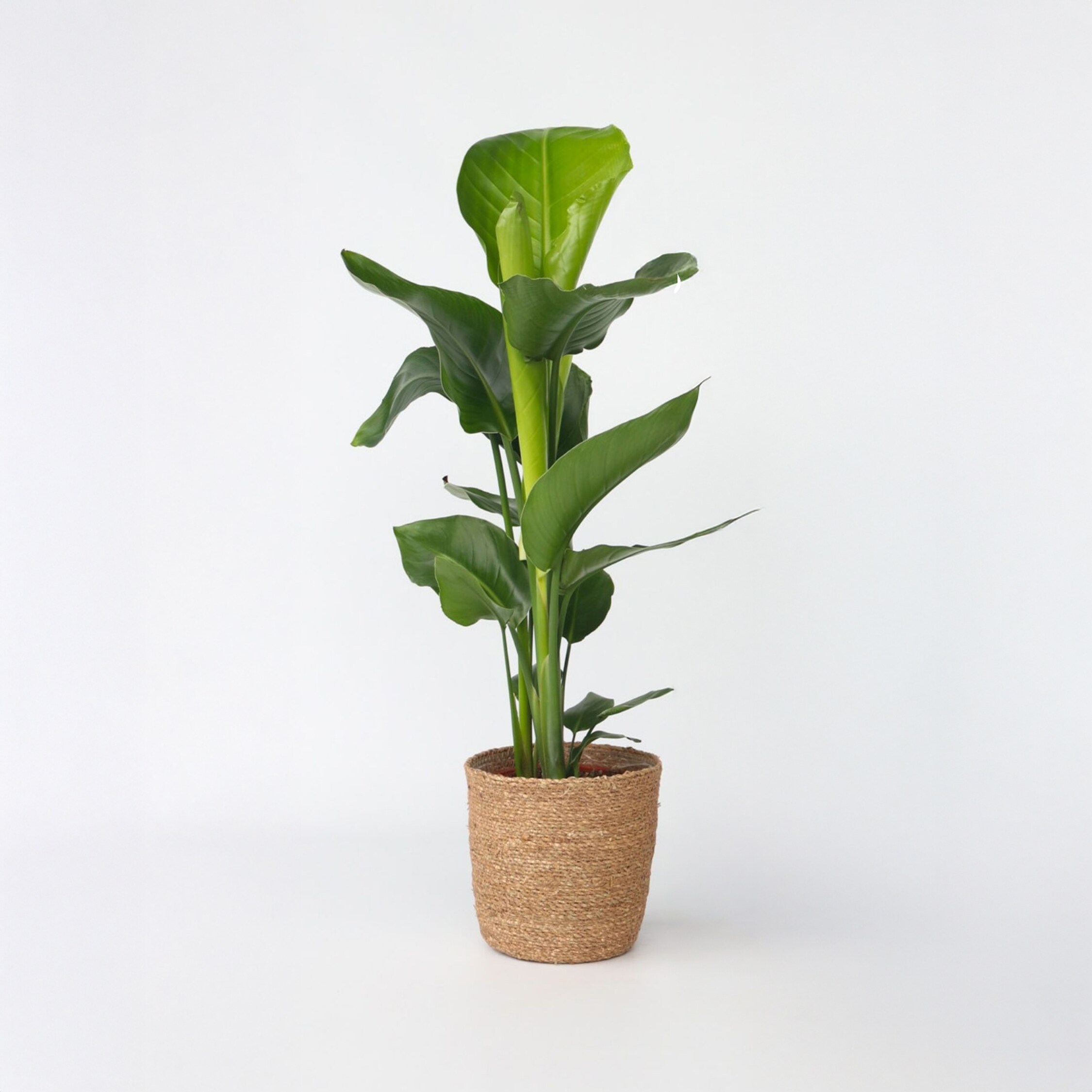 Plant in a Box - Paradiesvogelblume - Strelitzie - Strelitzia nicolai - H&ouml;he 55-70cm - Topf 17cm 