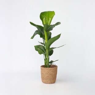 Plant in a Box - Paradiesvogelblume - Strelitzie - Strelitzia nicolai - Höhe 55-70cm - Topf 17cm 