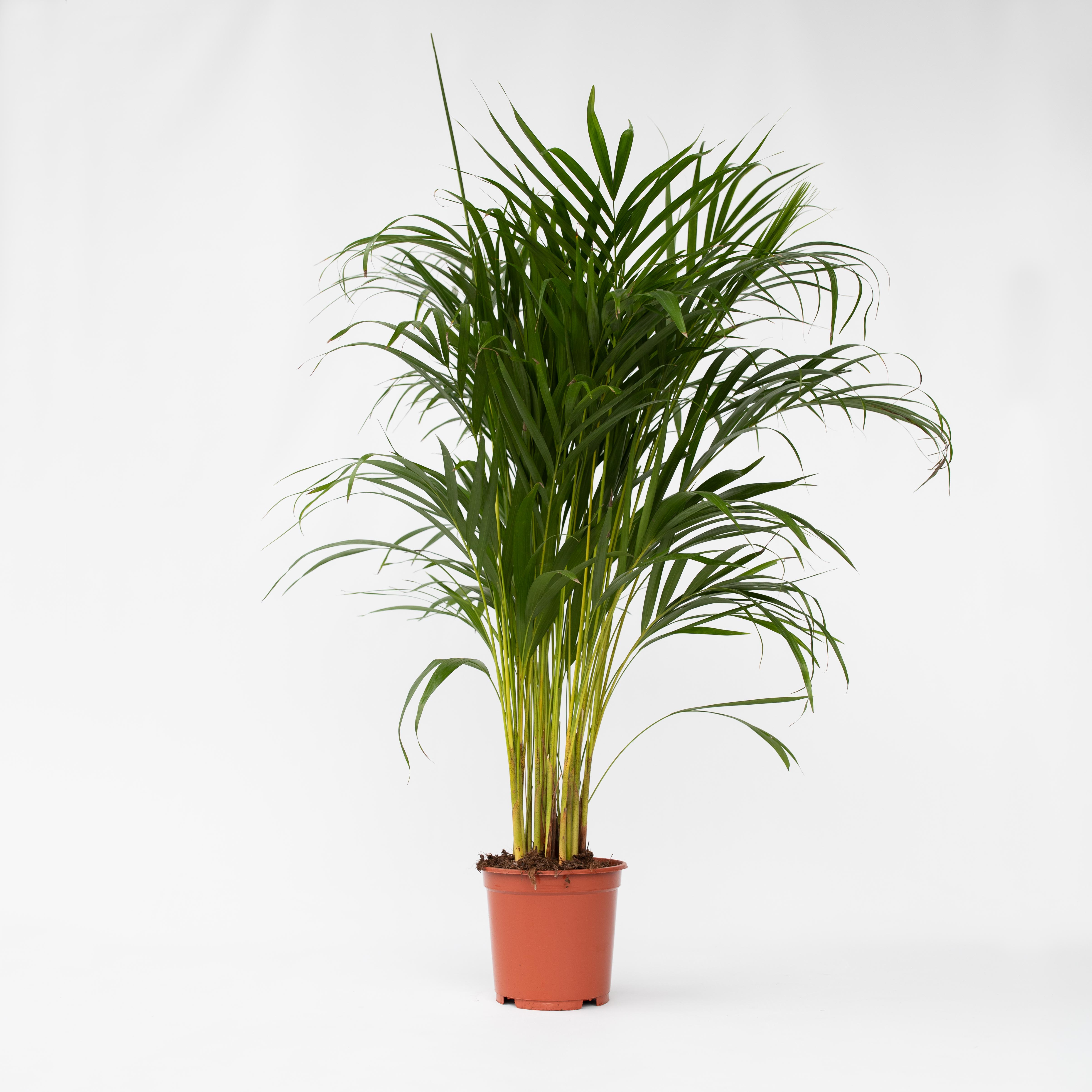 Plant in a Box - Goldfruchtpalme - Dypsis lutescens - H&ouml;he 100-120cm - Topf 21cm 