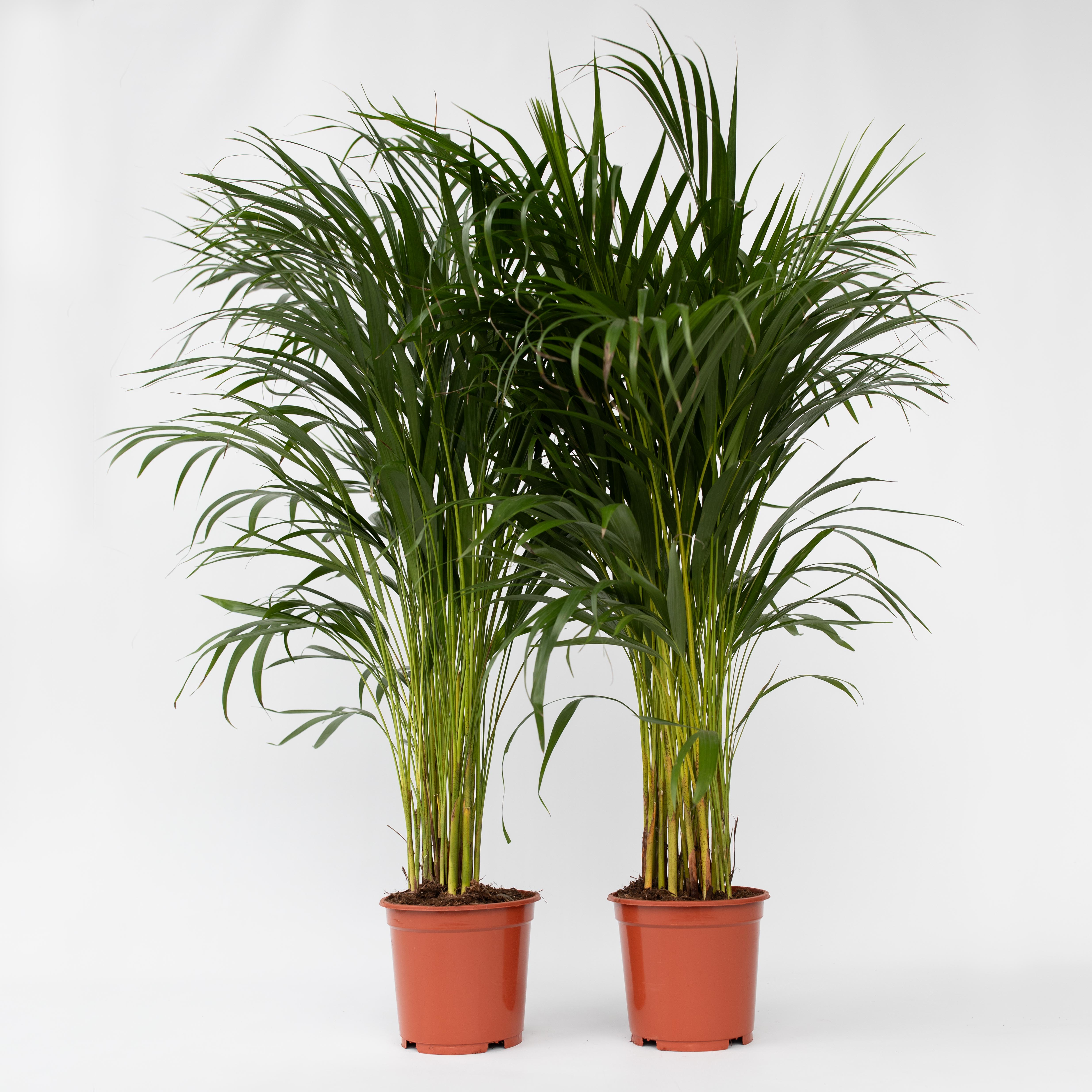 Plant in a Box - Goldfruchtpalme - 2 Stk - Dypsis lutescens - H&ouml;he 100-120cm - Topf 21cm 
