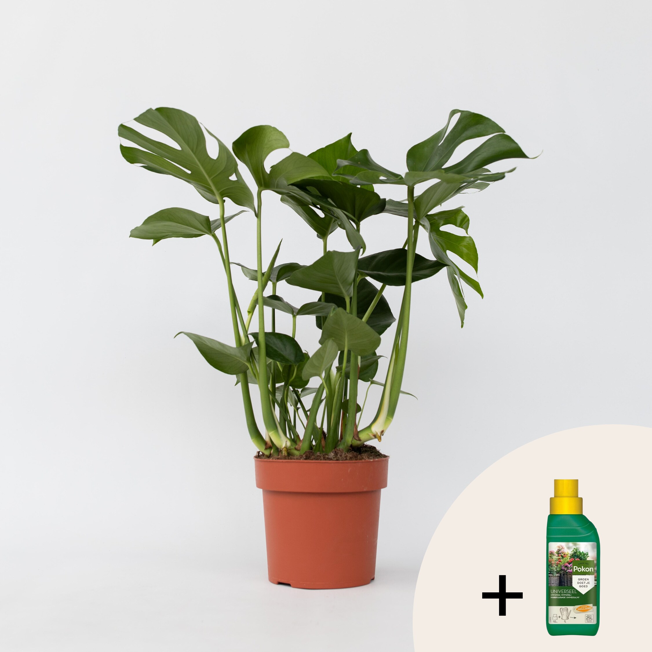 Plant in a Box - Fensterblatt - Monstera deliciosa - H&ouml;he 70-80cm - Topf 21cm 