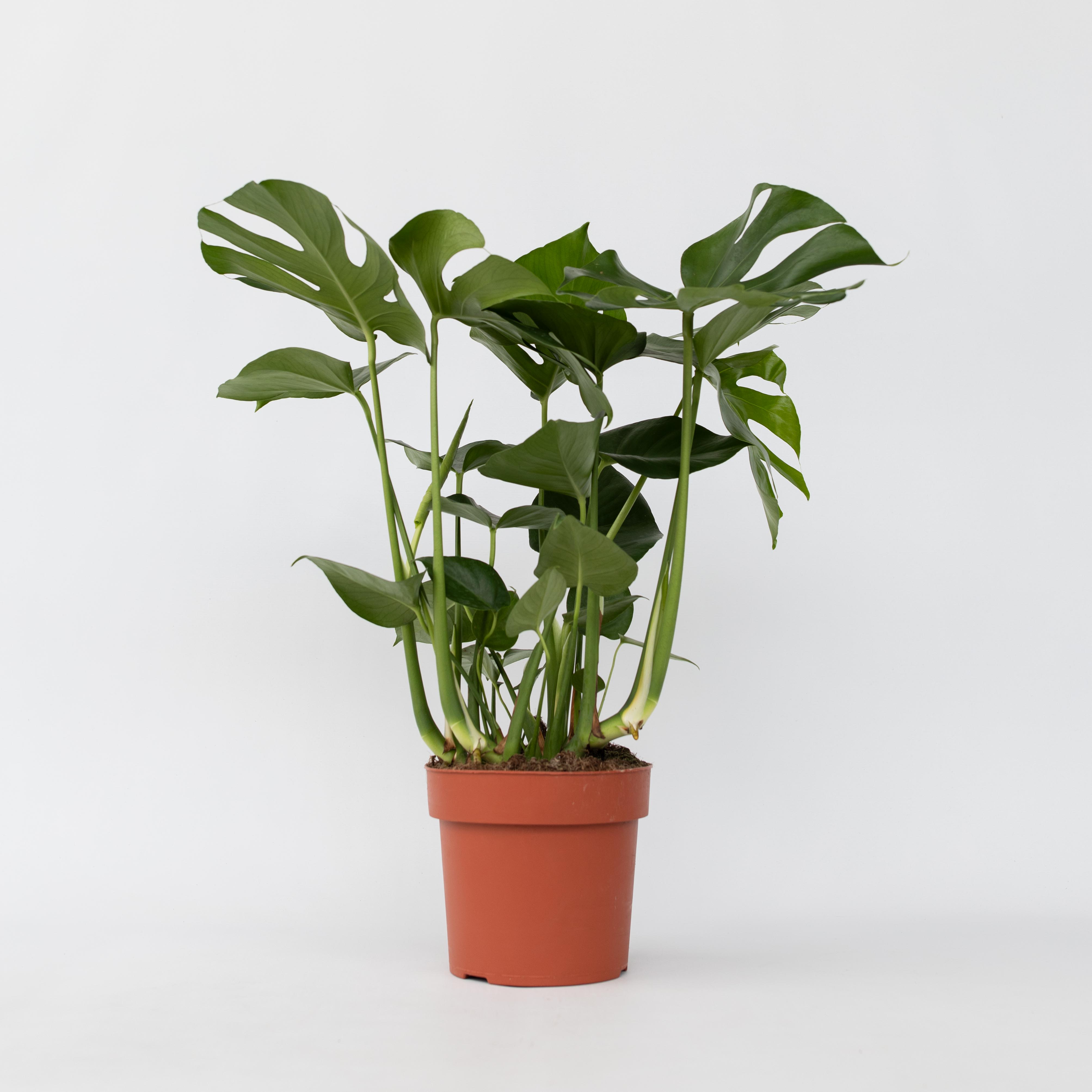Plant in a Box - Fensterblatt - Monstera deliciosa - H&ouml;he 70-80cm - Topf 21cm 